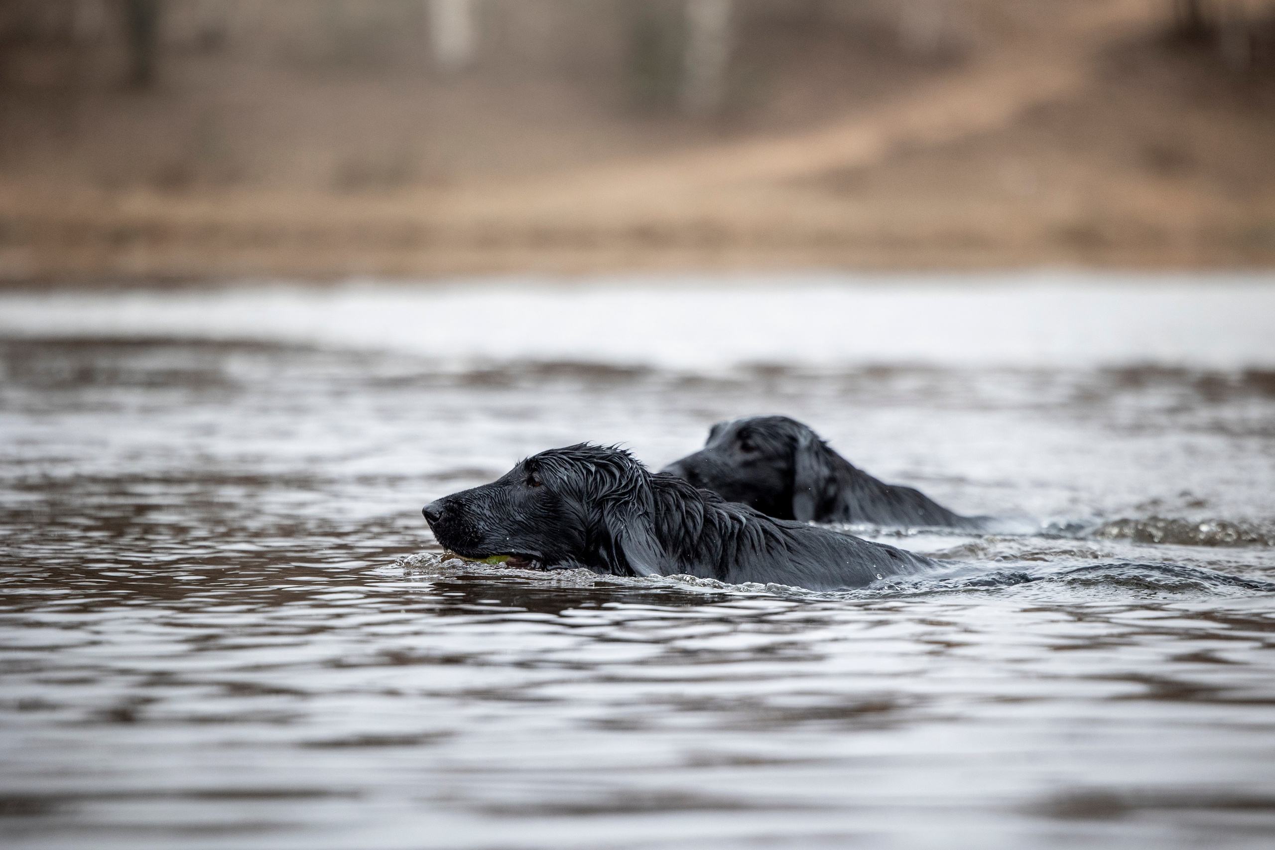 Ора, Ева, Рози и их семья. Фотограф — Анималист | Санкт-Петербург