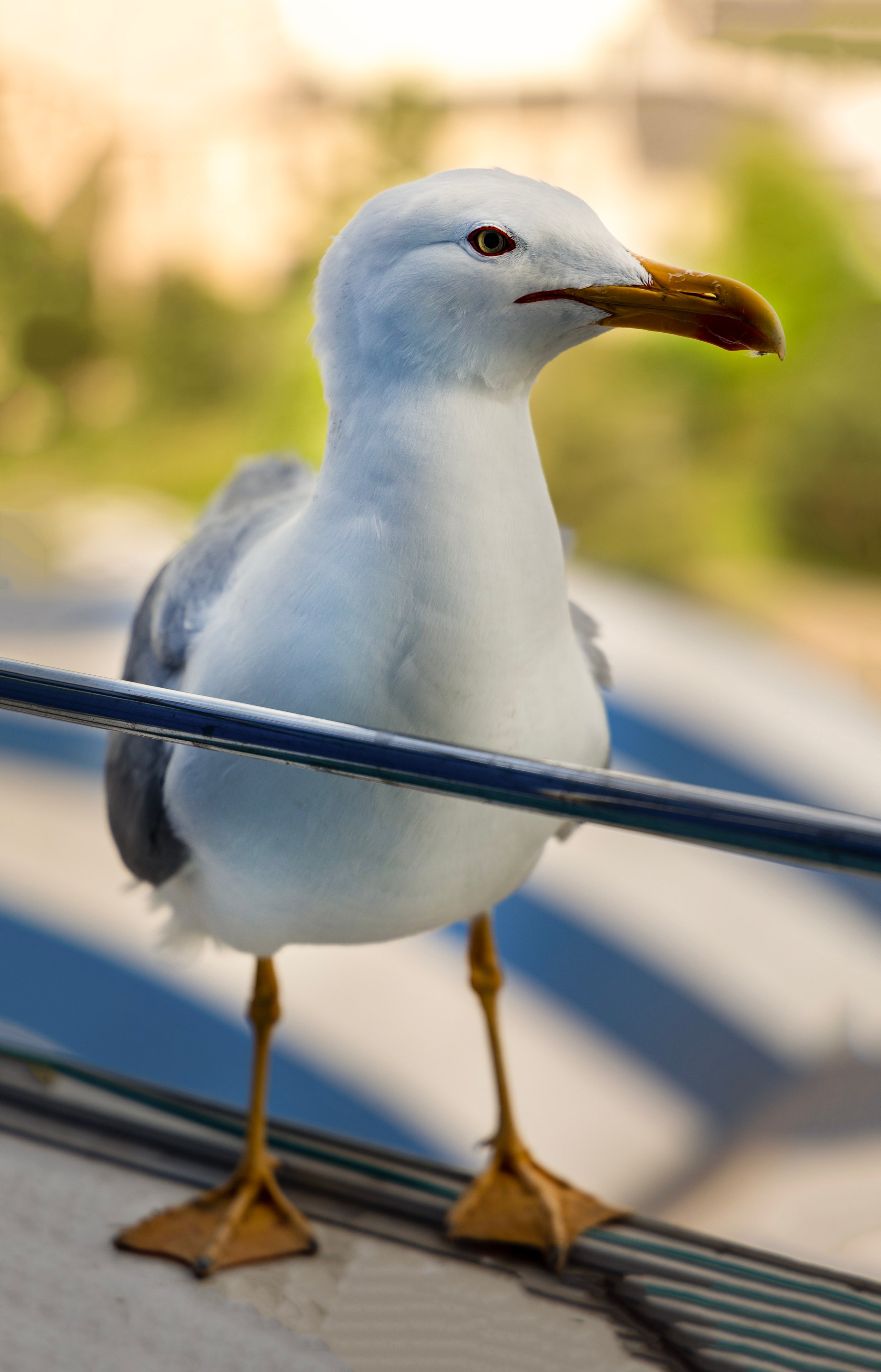 Фотограф Татьяна Марсуверских г. Жуковский, Москва и Мо. Репортажные съёмки, фотосессии,  фотограф анималист, фотосъёмка животных. Фотограф для маркетплейсов, фотоуслуги в Жуковском Татьяна Марсуверских