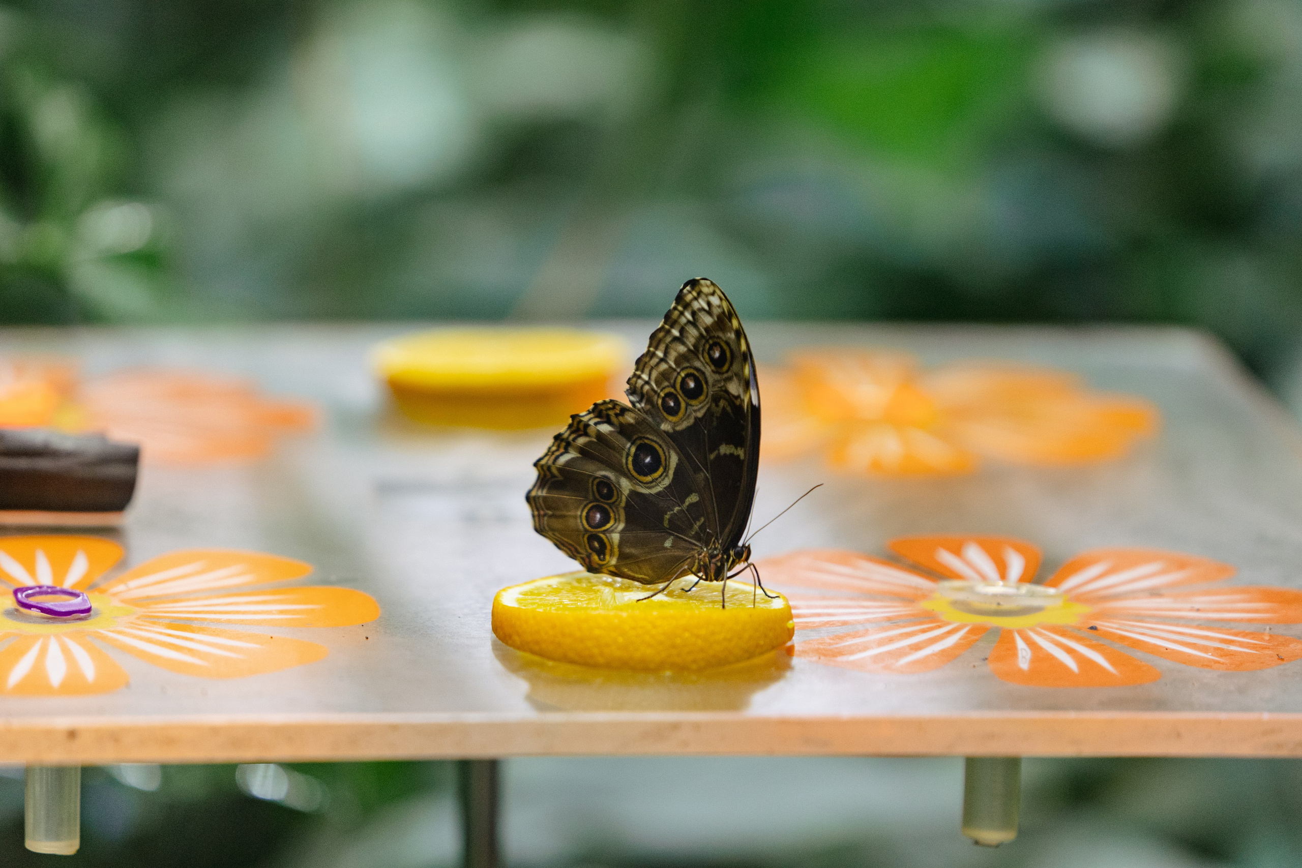 Московский зоопарк. Photographer Sonkina Tatiana (Tanya Ash)