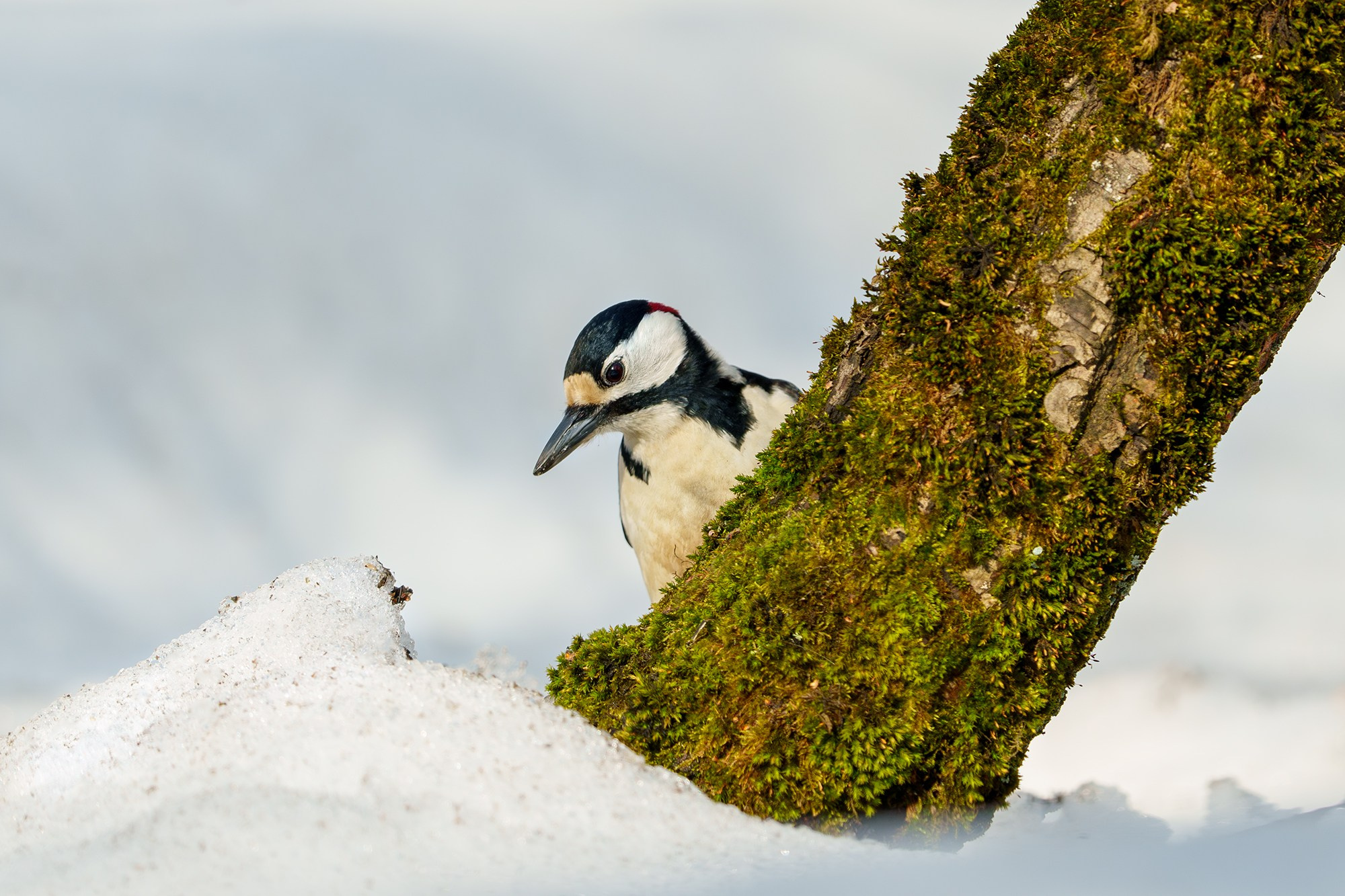 Удивительные мир птиц. Вокруг нас столько прекрасного — присмотритесь!. Ваш личный фотограф Марина Волкова