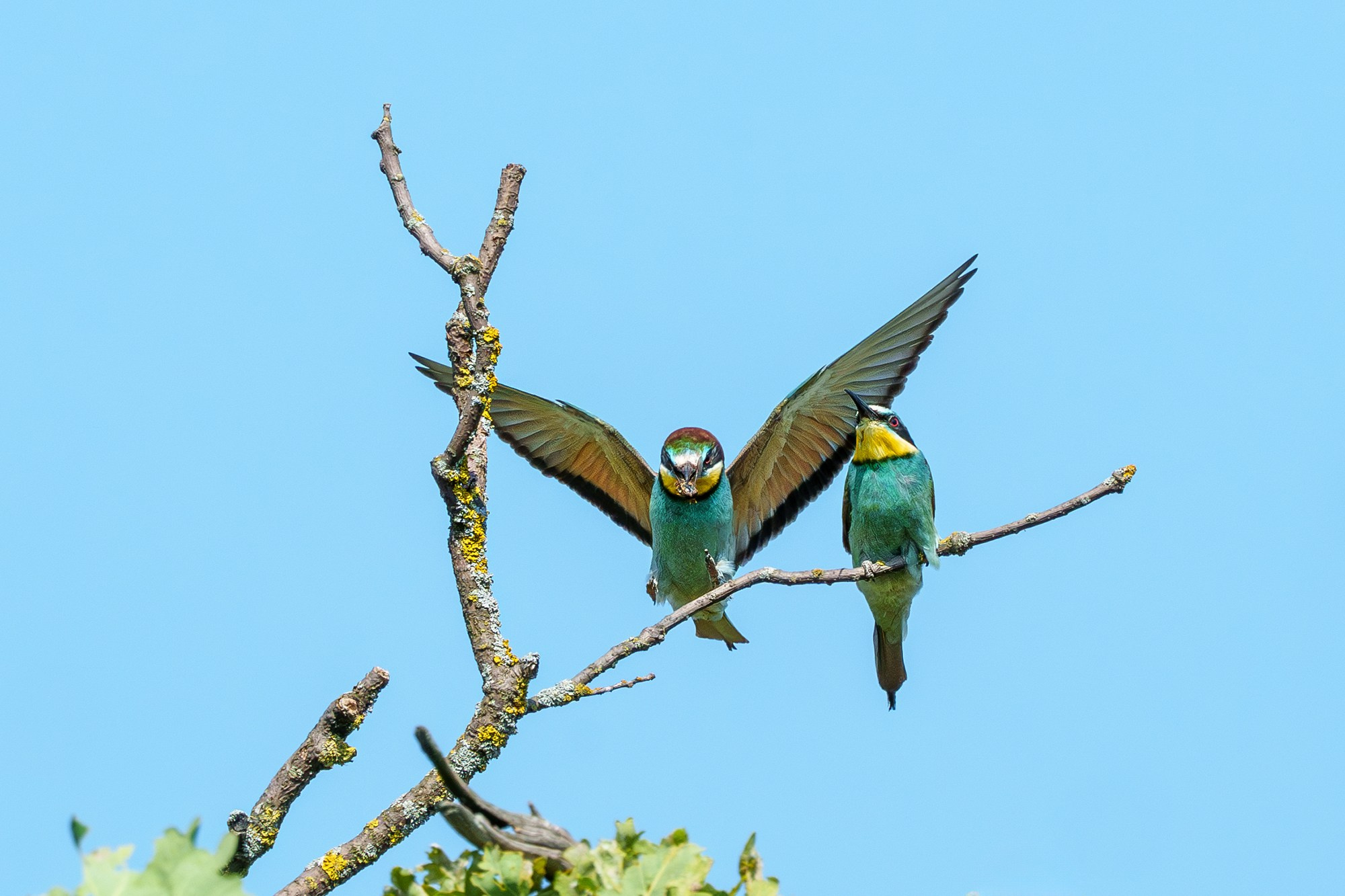 Удивительные мир птиц. Вокруг нас столько прекрасного — присмотритесь!. Ваш личный фотограф Марина Волкова