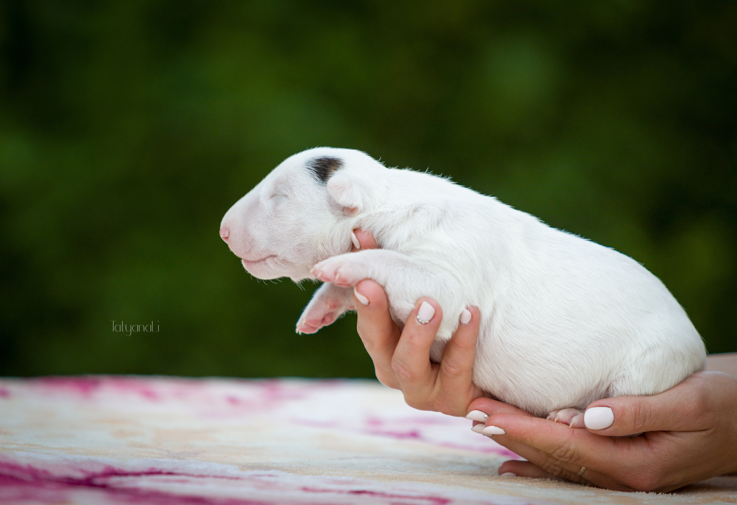 Стандартный бультерьер. Фотограф — анималист Татьяна Ли