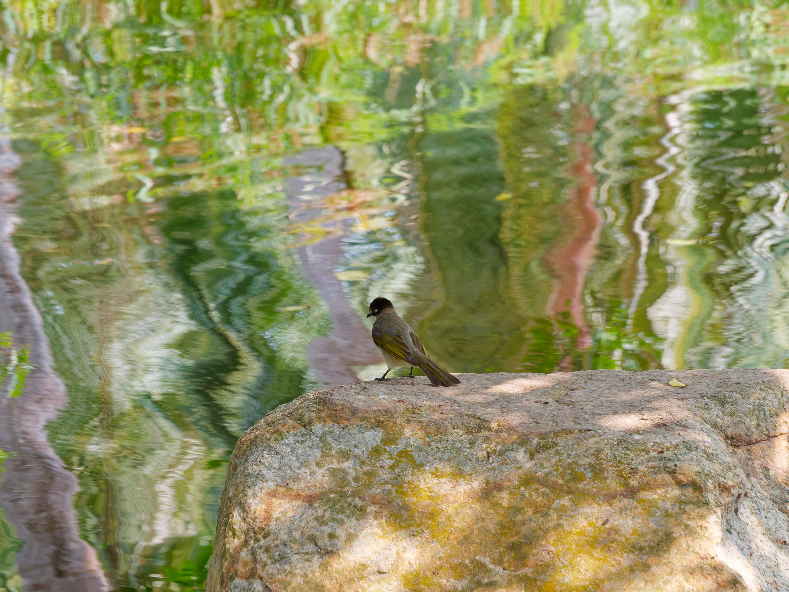 Хайнань 2026, птицы острова. Фотопрогулки по Миру