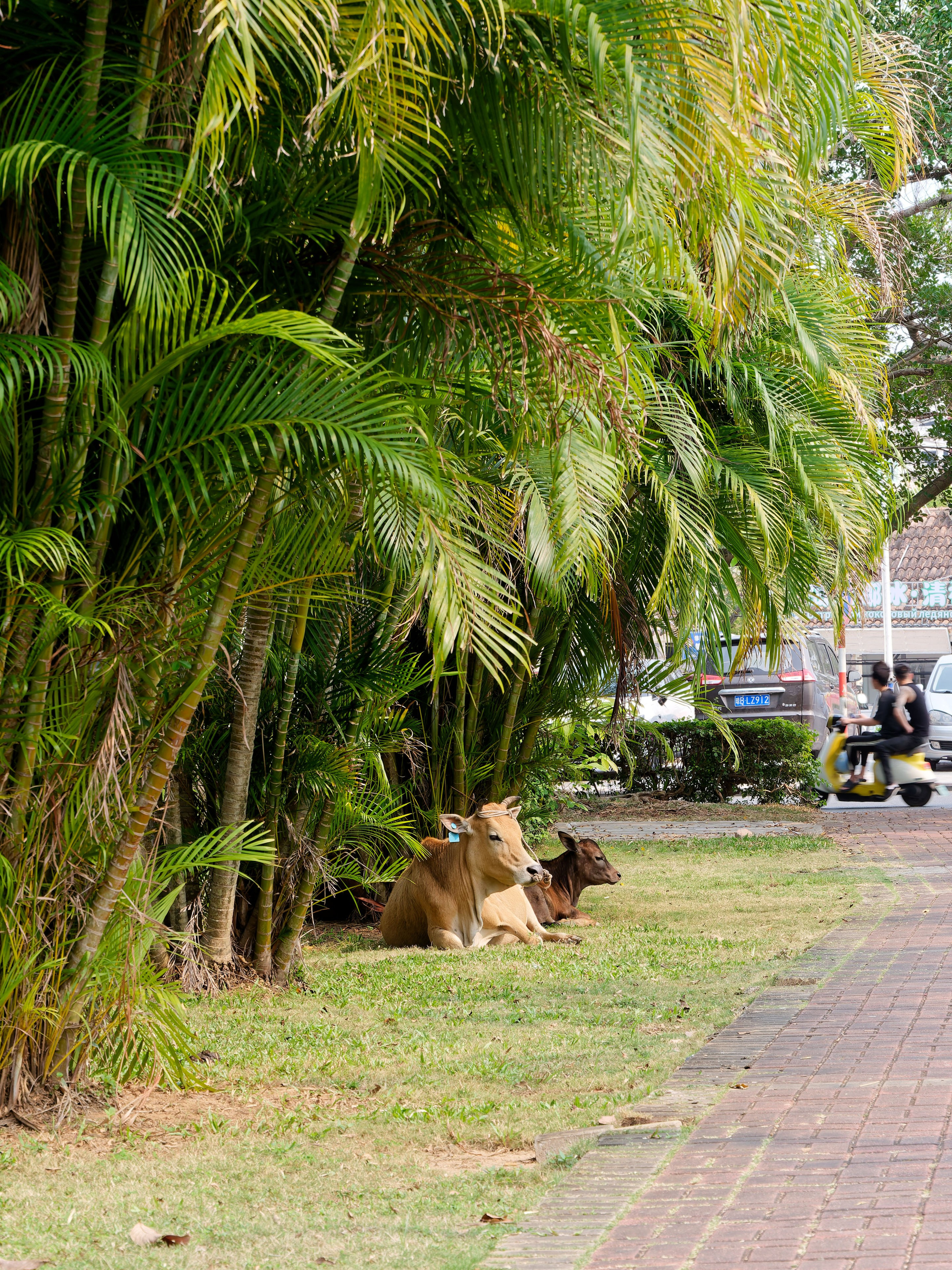 Хайнань 2026, первые впечатления. Фотопрогулки по Миру