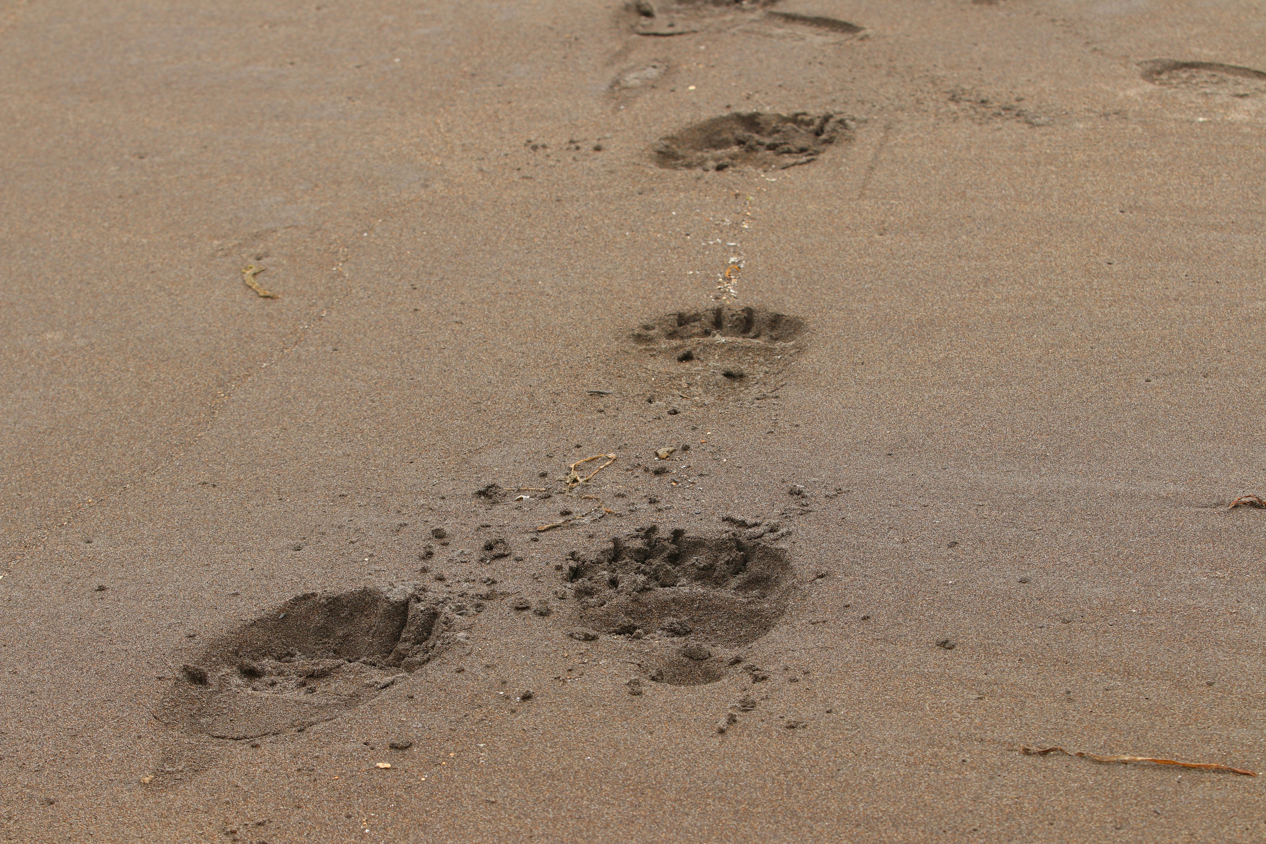 Камчатка и о. Парамушир. Июль 2024. Путешественник-фотограф из Санкт-Петербурга Татьяна Свистулина