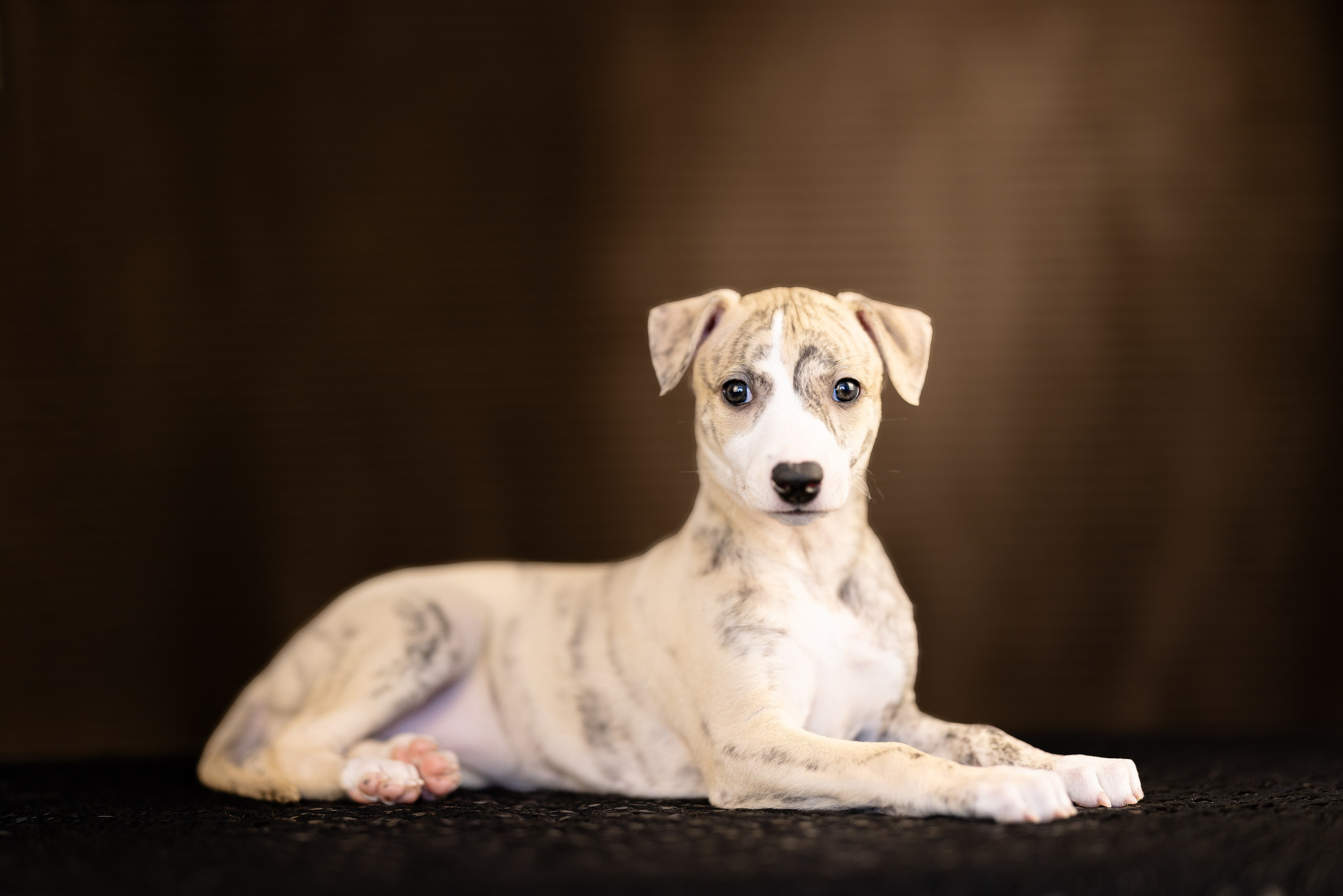 Уиппет. Фотограф и видеограф анималист Аганина Дарья