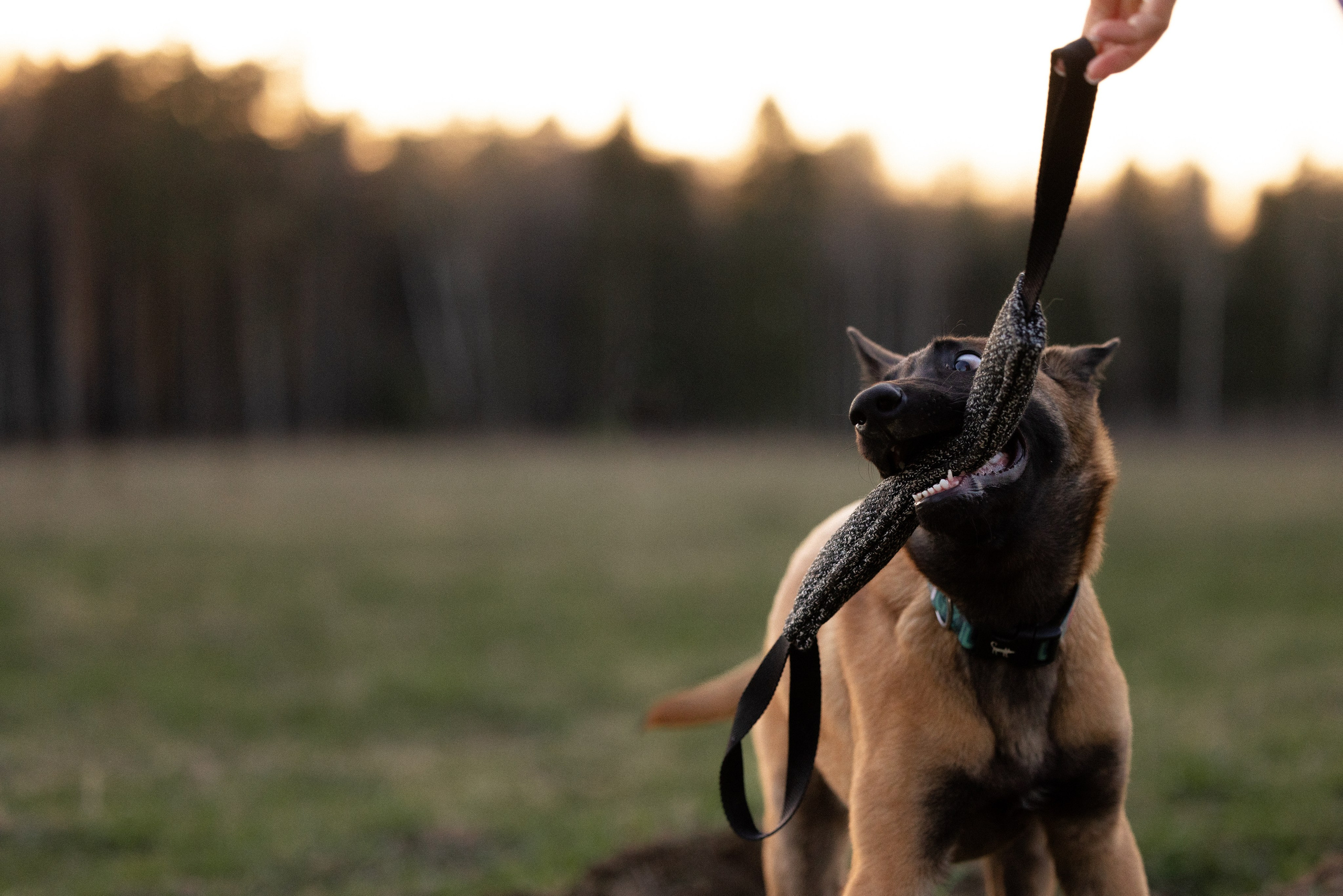 Разношерстная компания. Фотограф и видеограф анималист Аганина Дарья