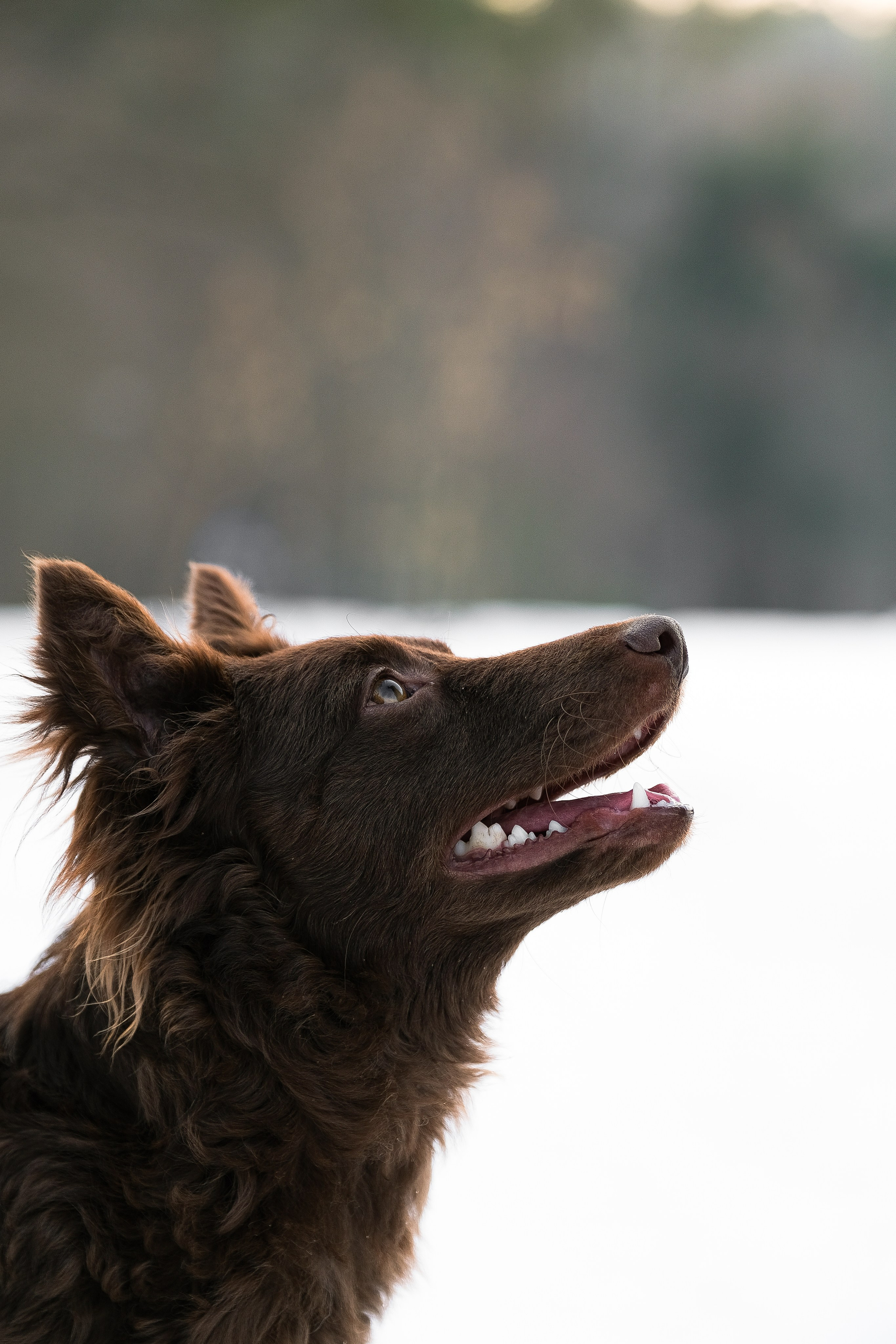 Маша и Одиссея. Фотограф и видеограф анималист Аганина Дарья