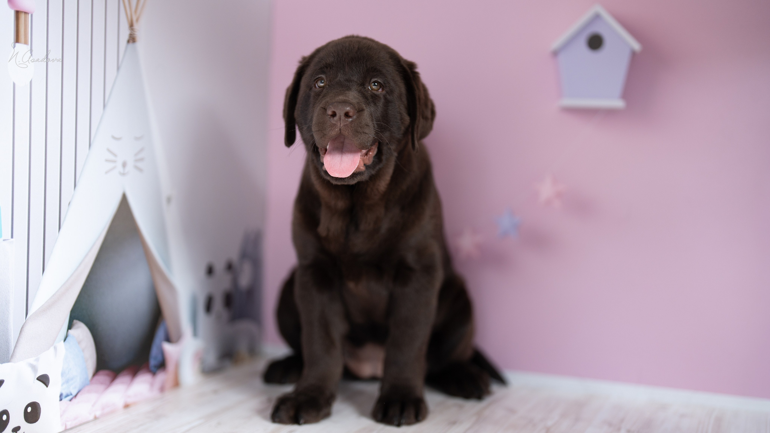Лабрадор Тейла 2мес. Фотограф-анималист Асадова