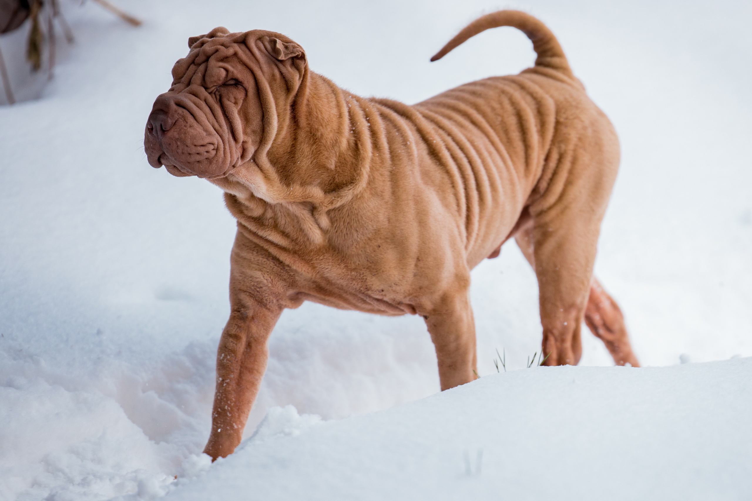 В гостях у шарпеев 16.01.2024. Фотограф-анималист Юлия Германика