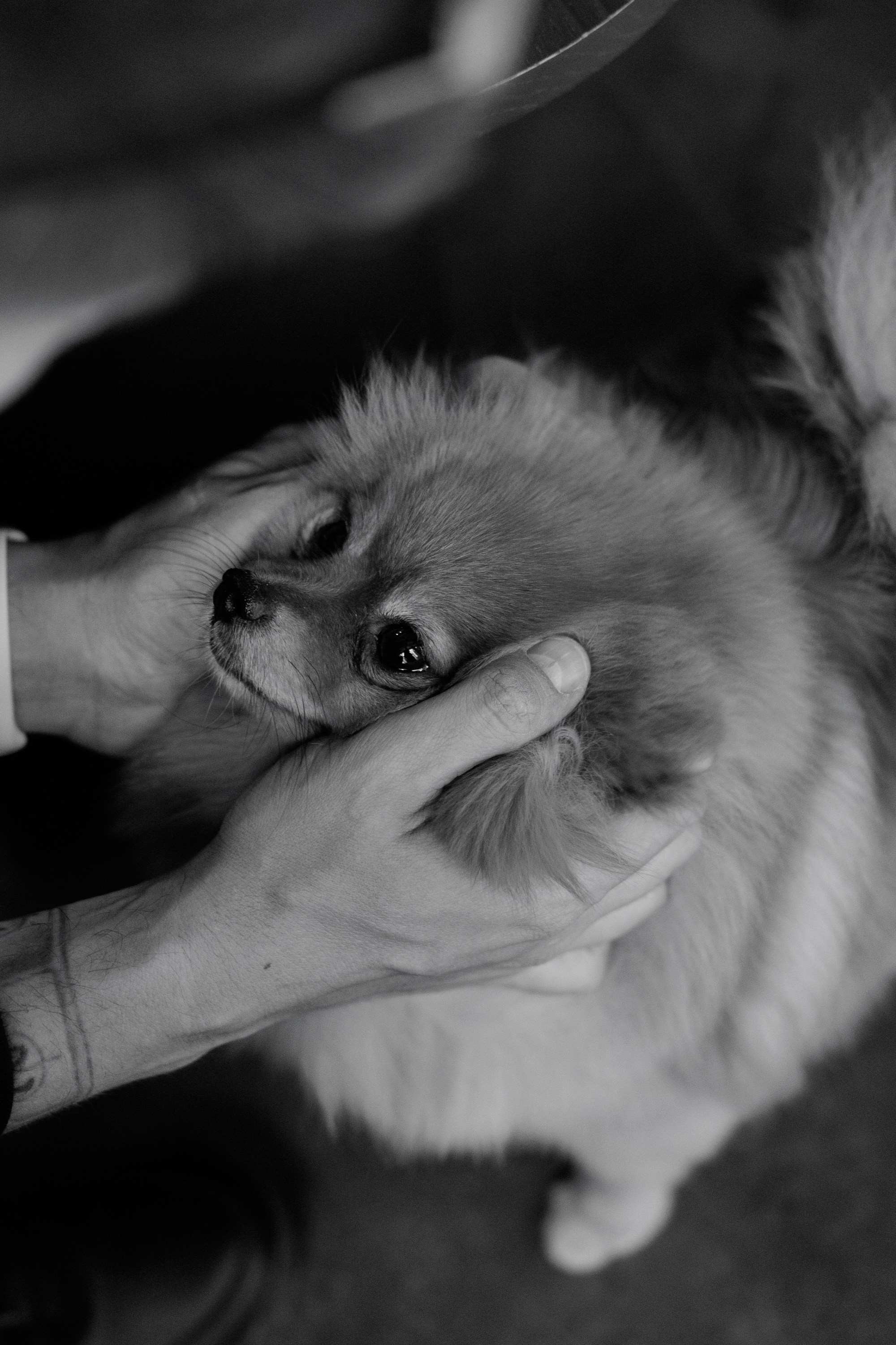 Дмитрий и Алёна. Свадебный фотограф