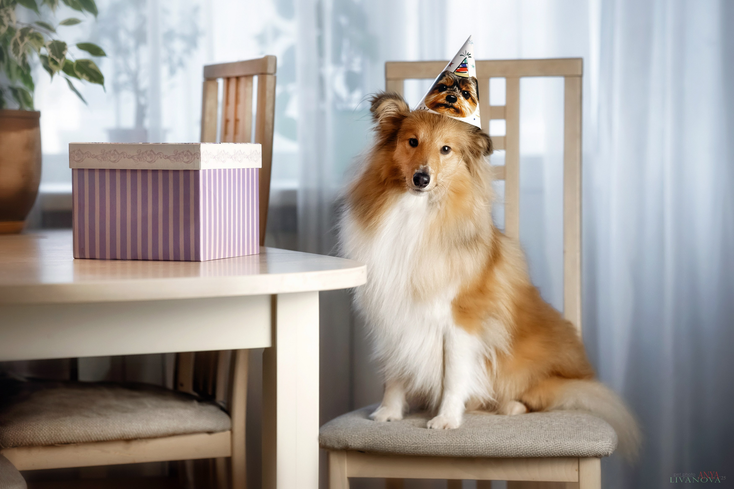 Ника. Фотограф анималист Аня Ливанова | Рыбинск