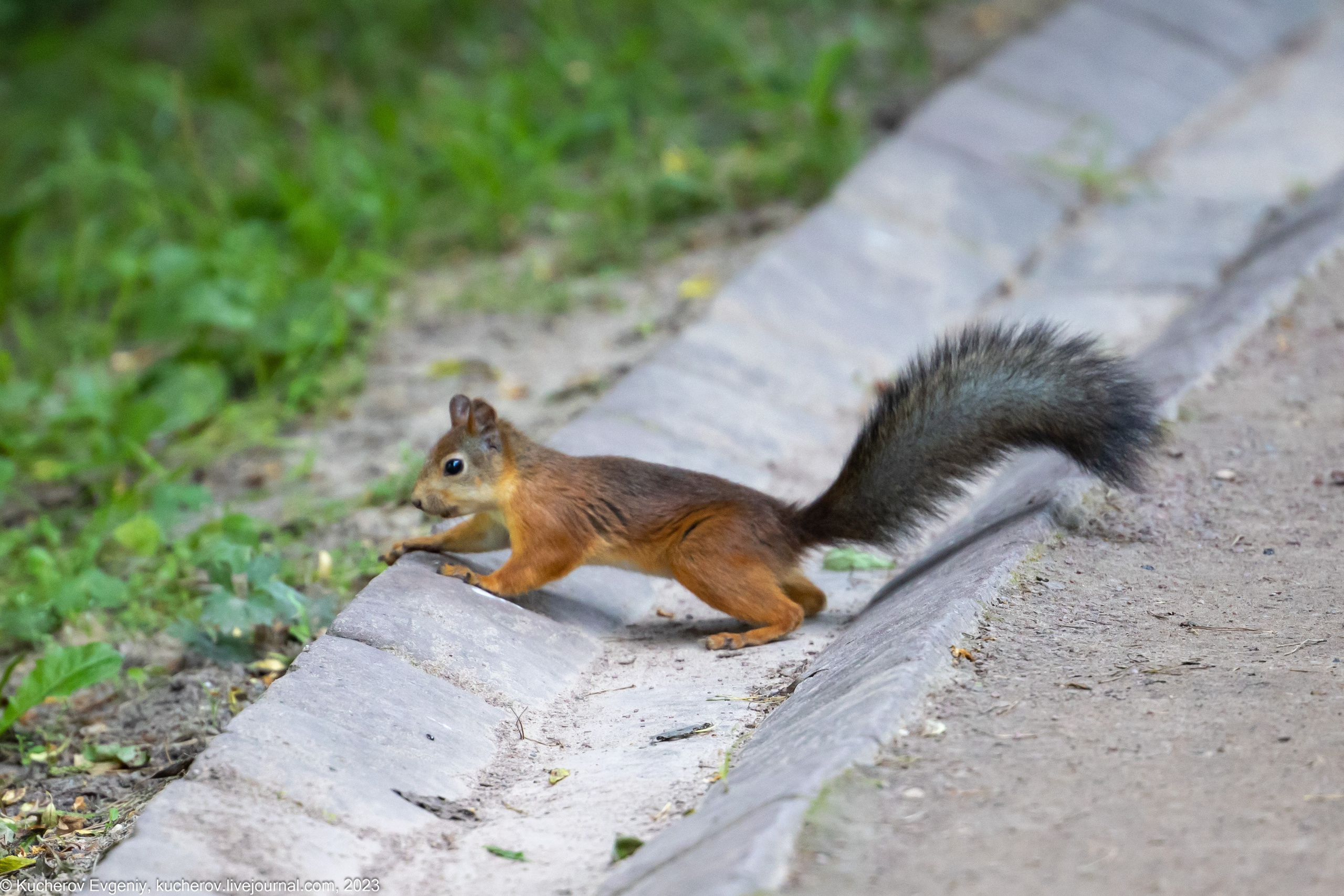 Животные. Кучеров Евгений. Фотограф