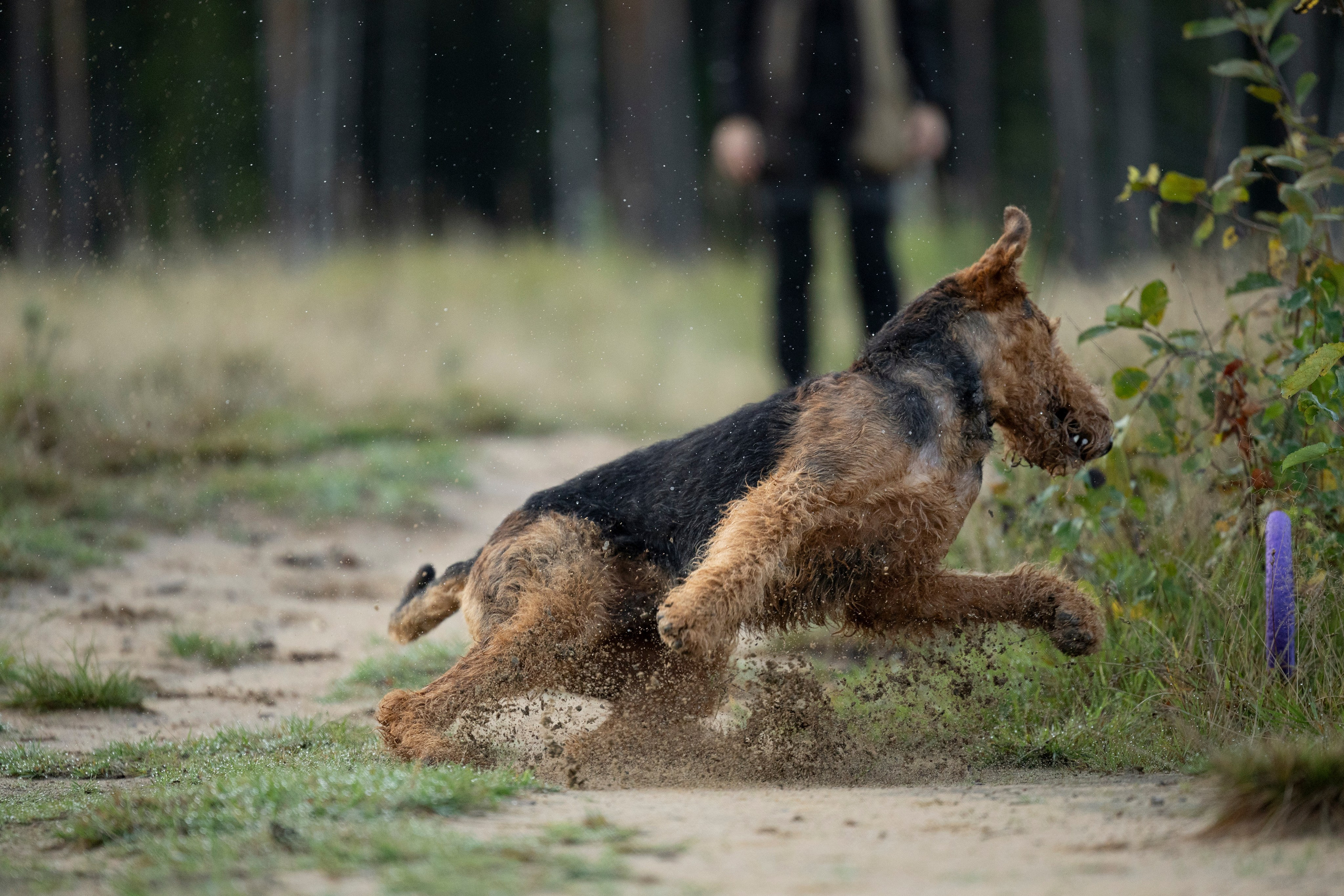 Харди. Фотограф-анималист Анна Маринич