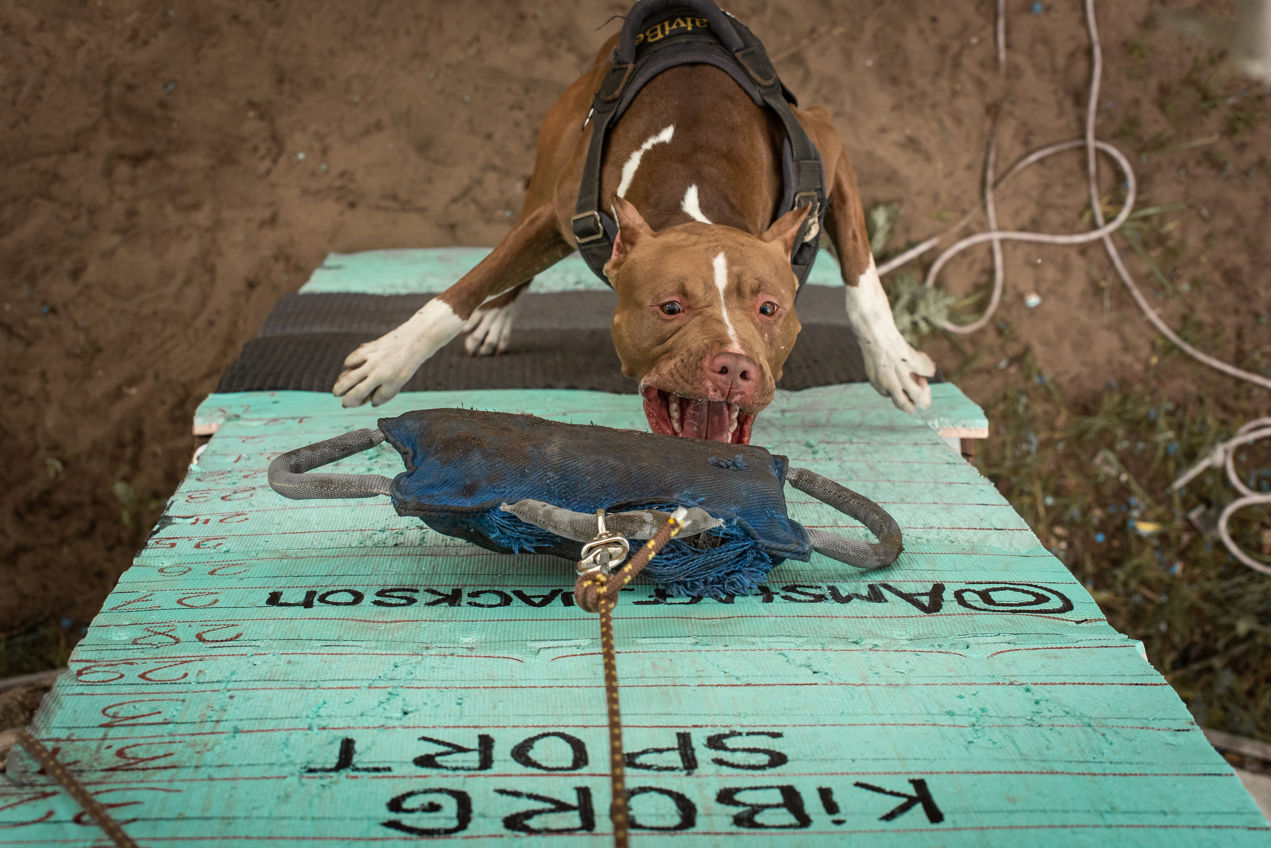 Спортивный фотограф анималист Пит-Стафф многоборье. Фотограф Макс Огурцов в Нижнем Новгороде