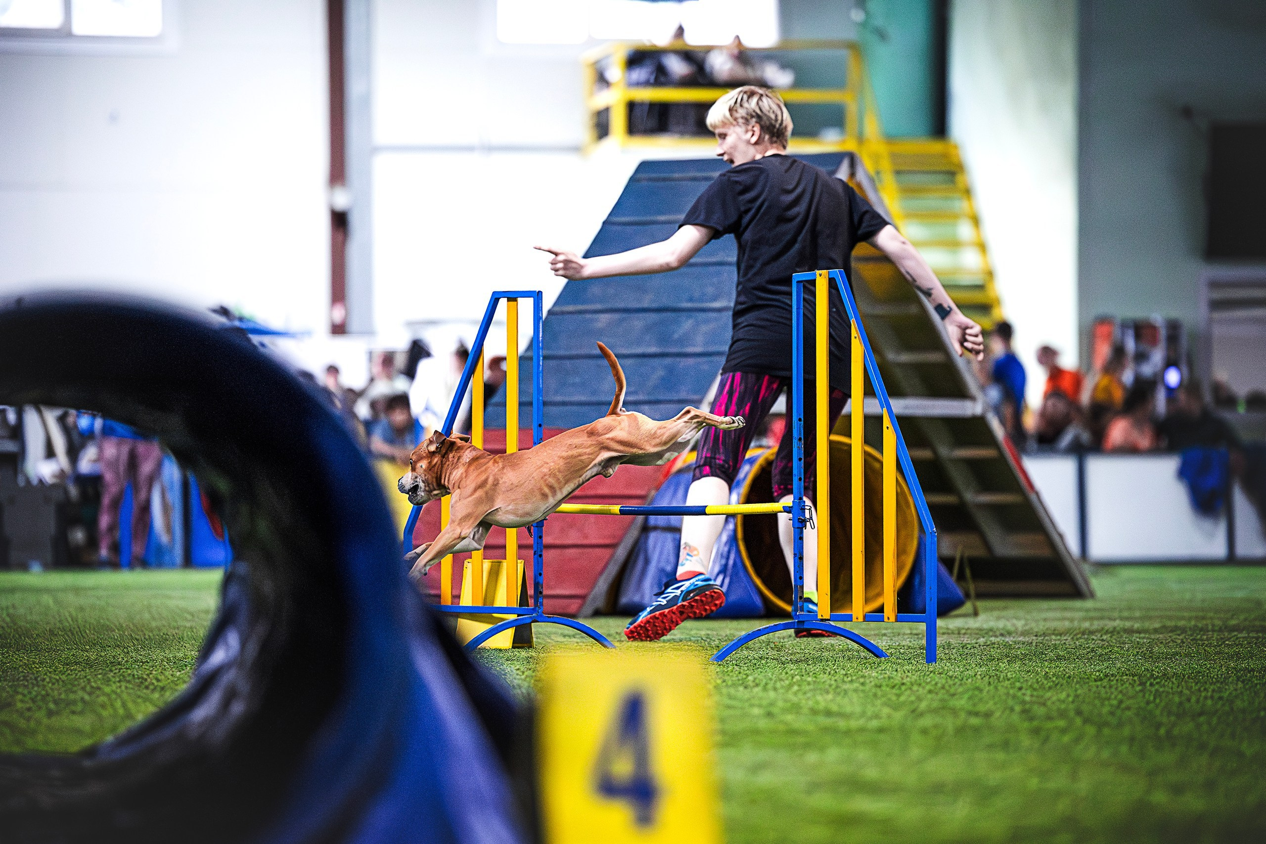 Шмель. BLGKV питомник собак