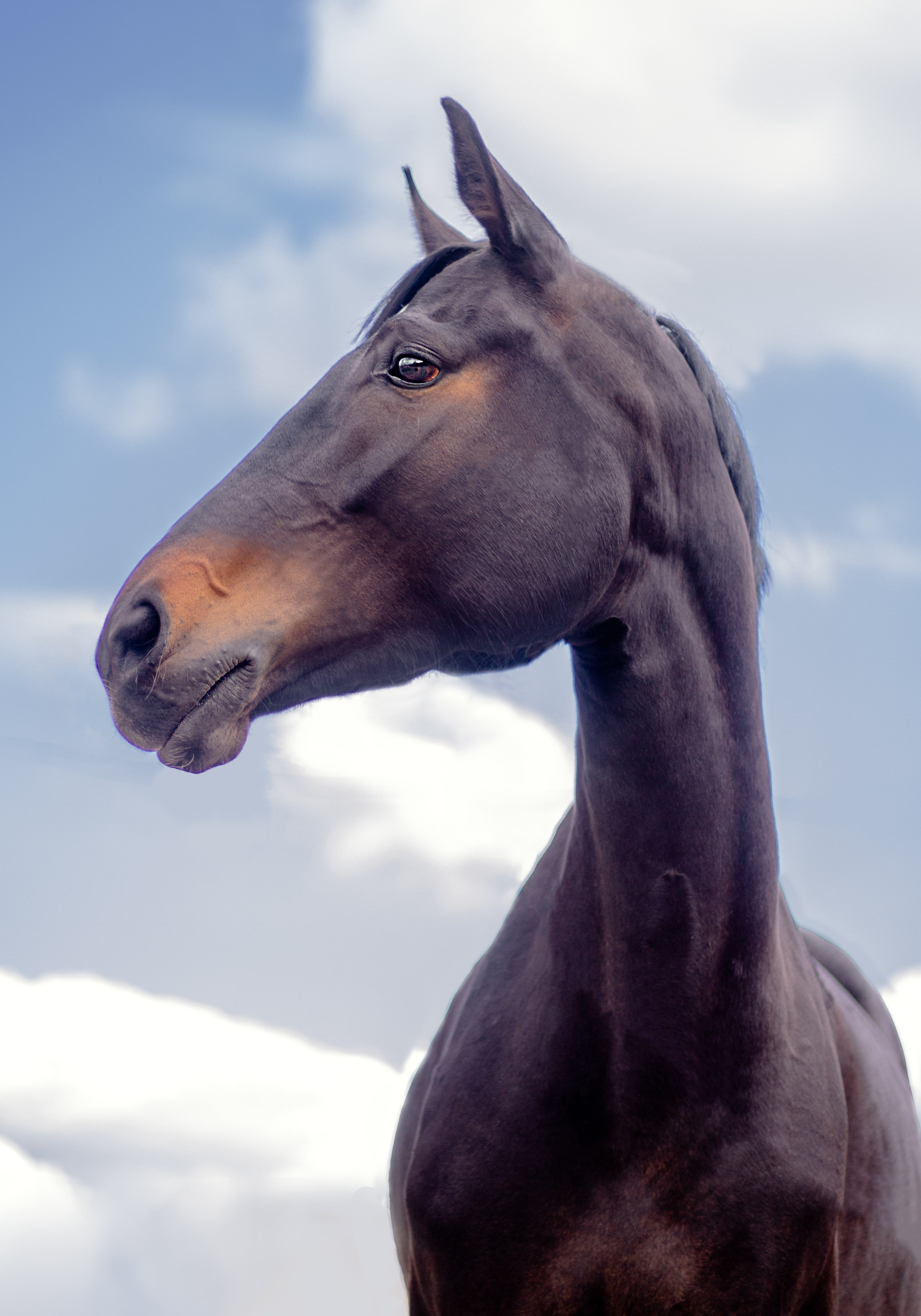 Лошади. Фотосессии с лошадьми в Москве и МО