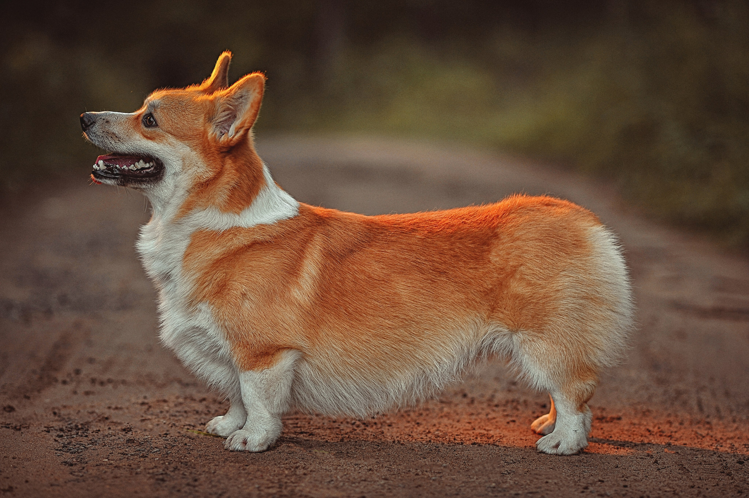 Фотосессия животных в Ижевских, фотограф животных. Детский, семейный фотограф в Ижевске и Москве Аксинья Лысенкова ADEN