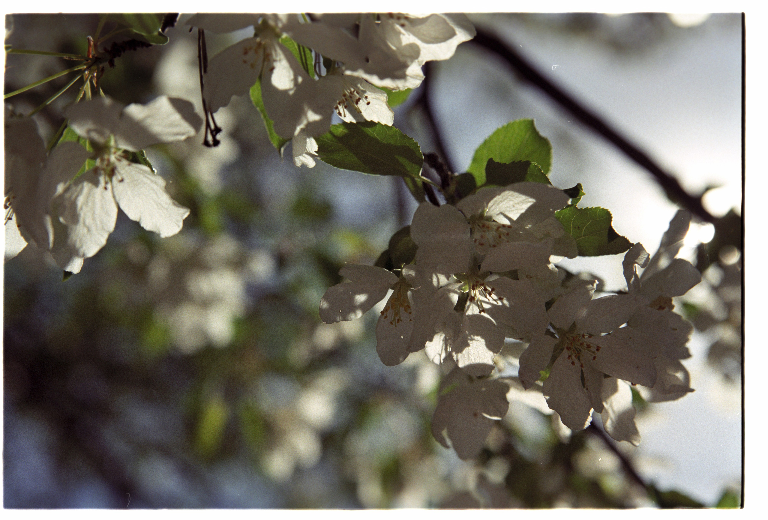 Весенняя. Фотограф в Санкт-Петербурге Березовский Даниил