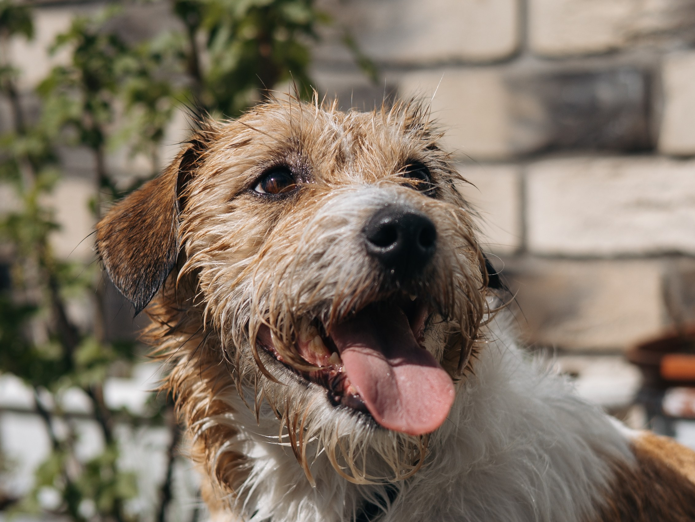 День рождение Зенита. Фотограф-анималист в Москве Кириллова Татьяна