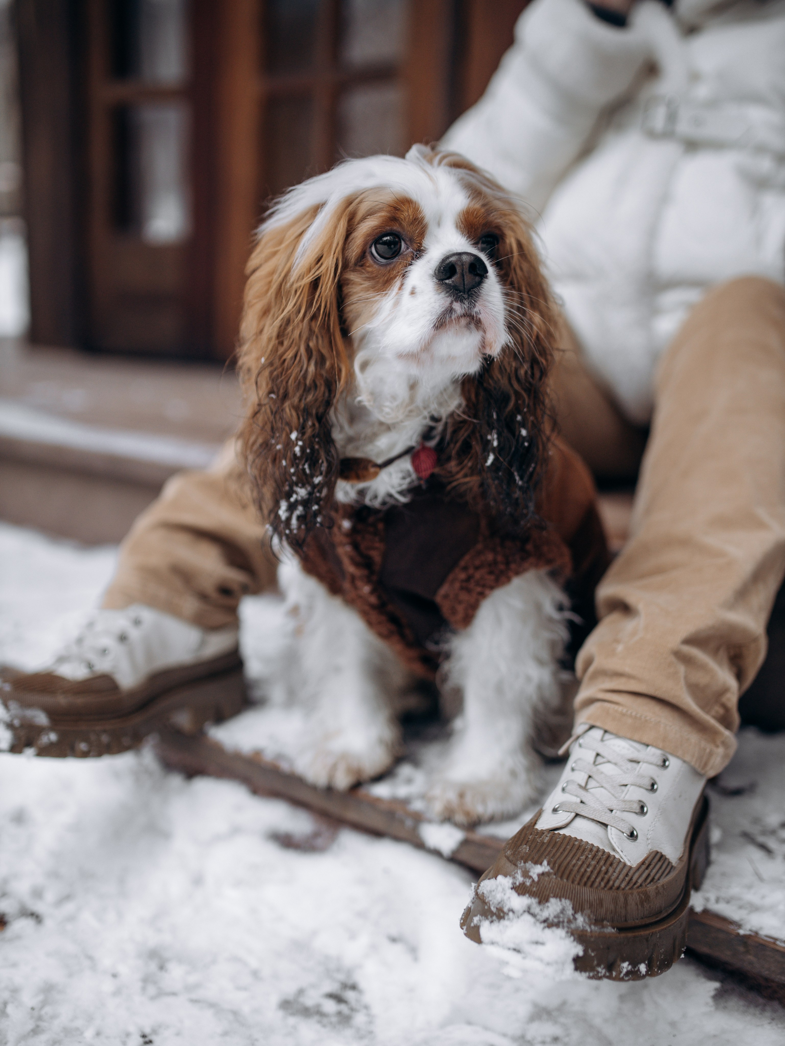 Дарси и Маша. Фотограф-анималист в Москве Кириллова Татьяна