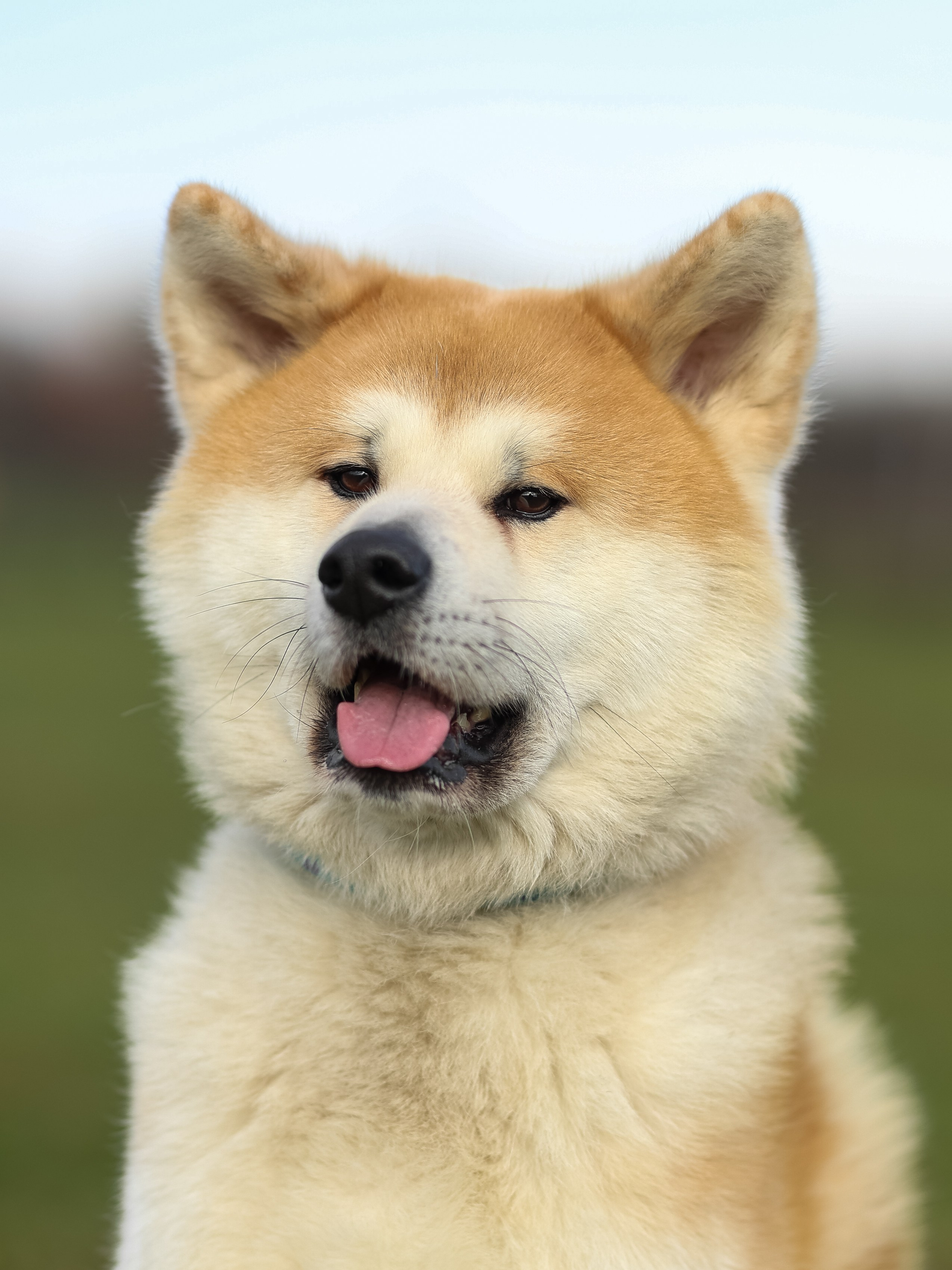 Соревнования BH. Фотограф-анималист в Москве Кириллова Татьяна