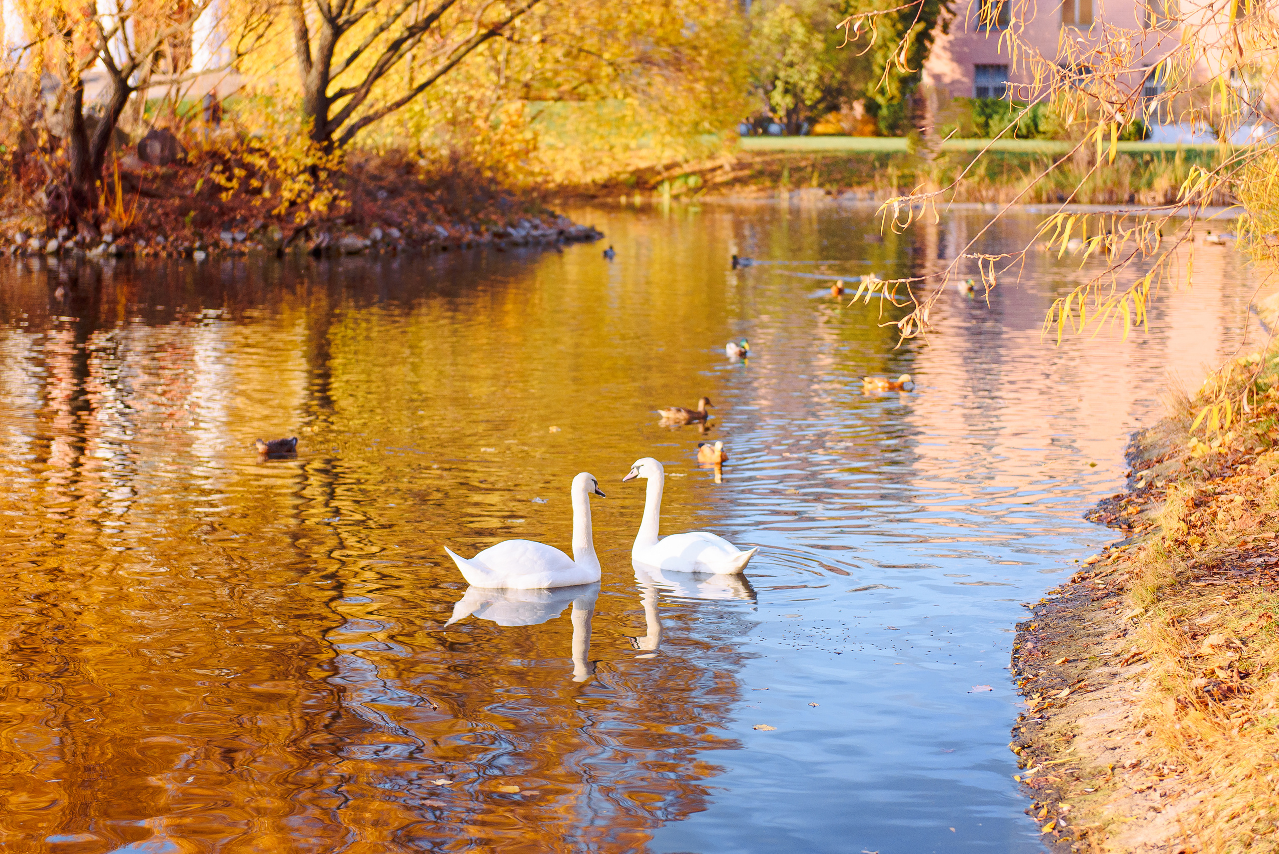Танюша на осенней фотосессии в парке. Свадебный и семейный фотограф в Москве Юлия Винник