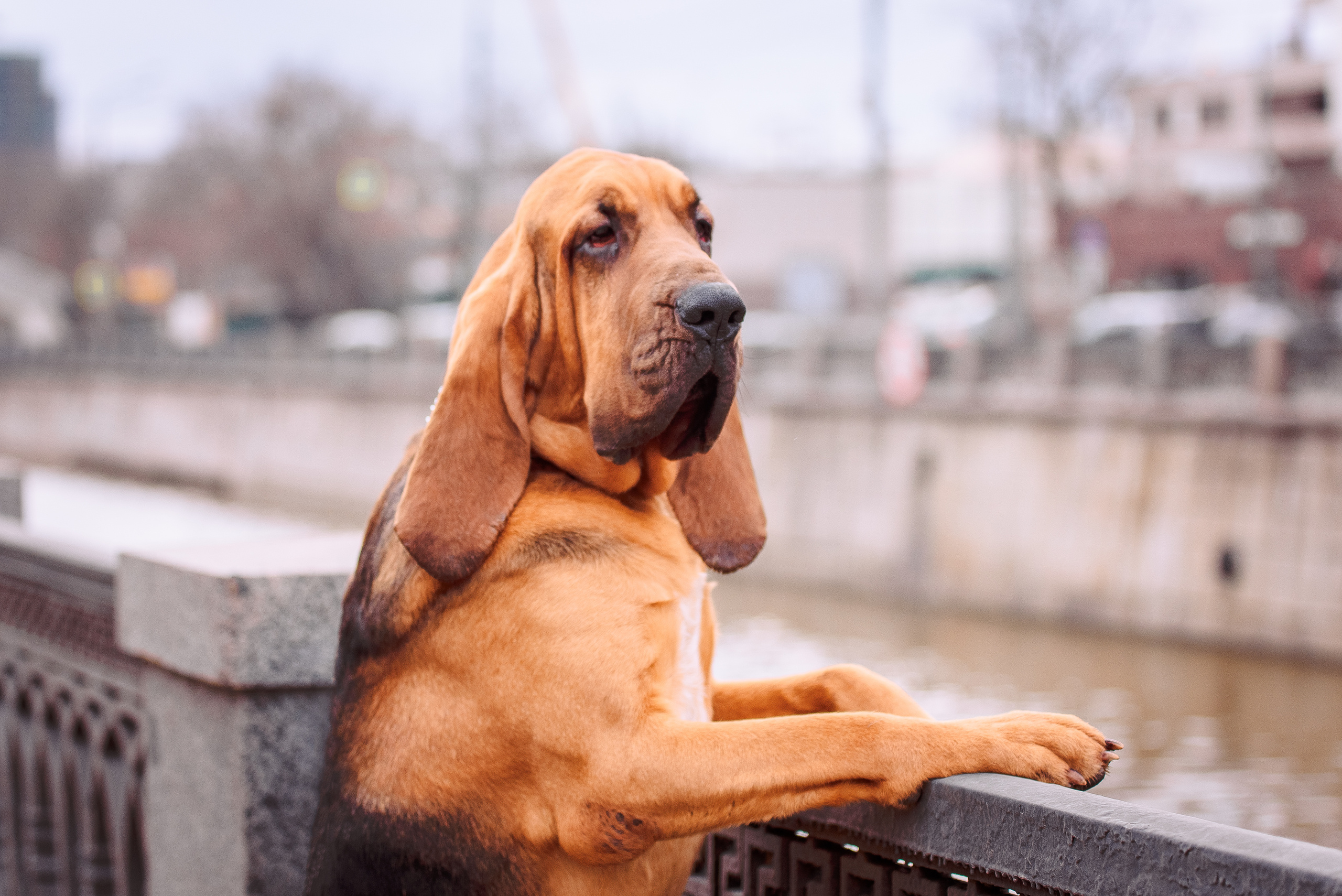 Love-story. Свадебный и семейный фотограф в Москве Юлия Винник