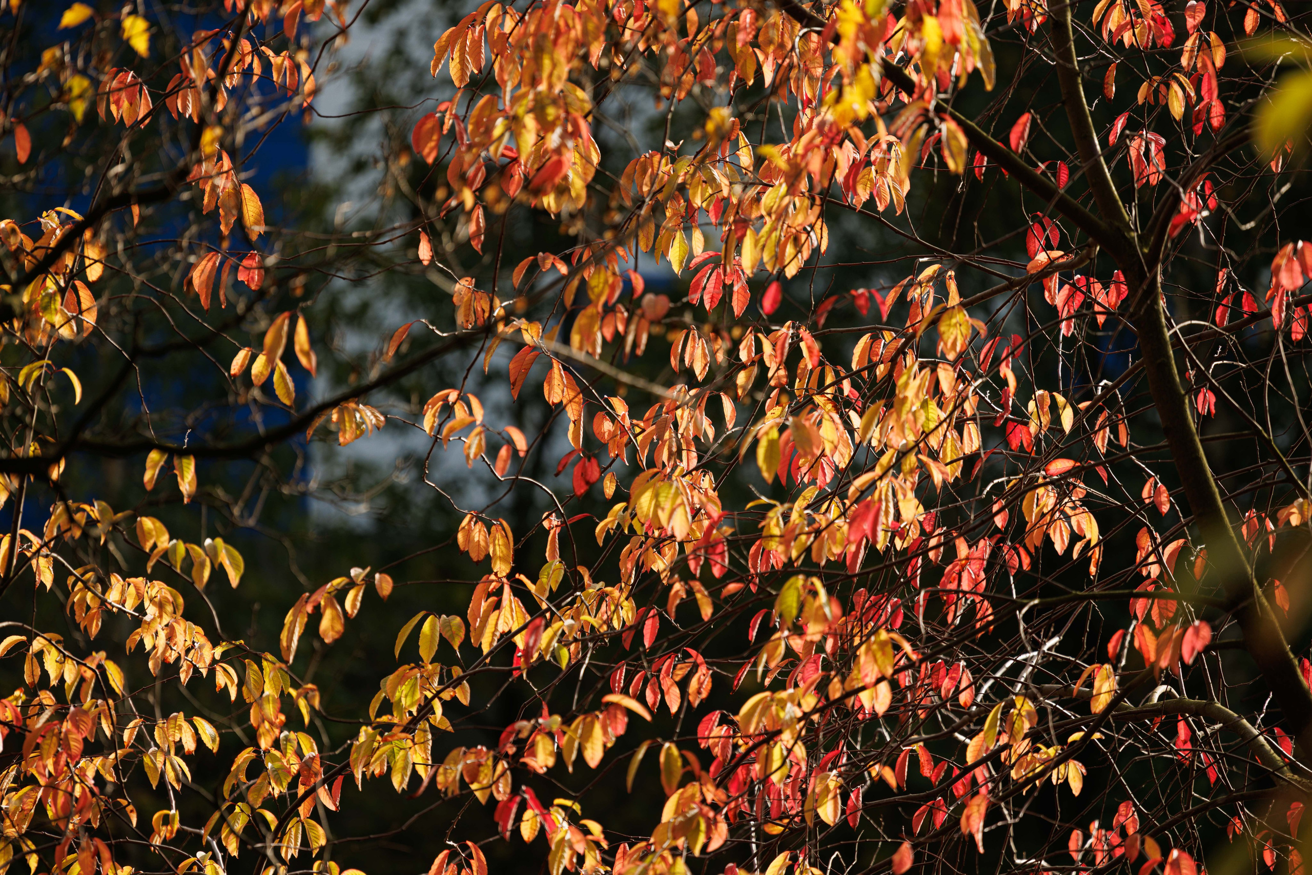 Парк Екатерингоф. Фотограф Балаев Михаил