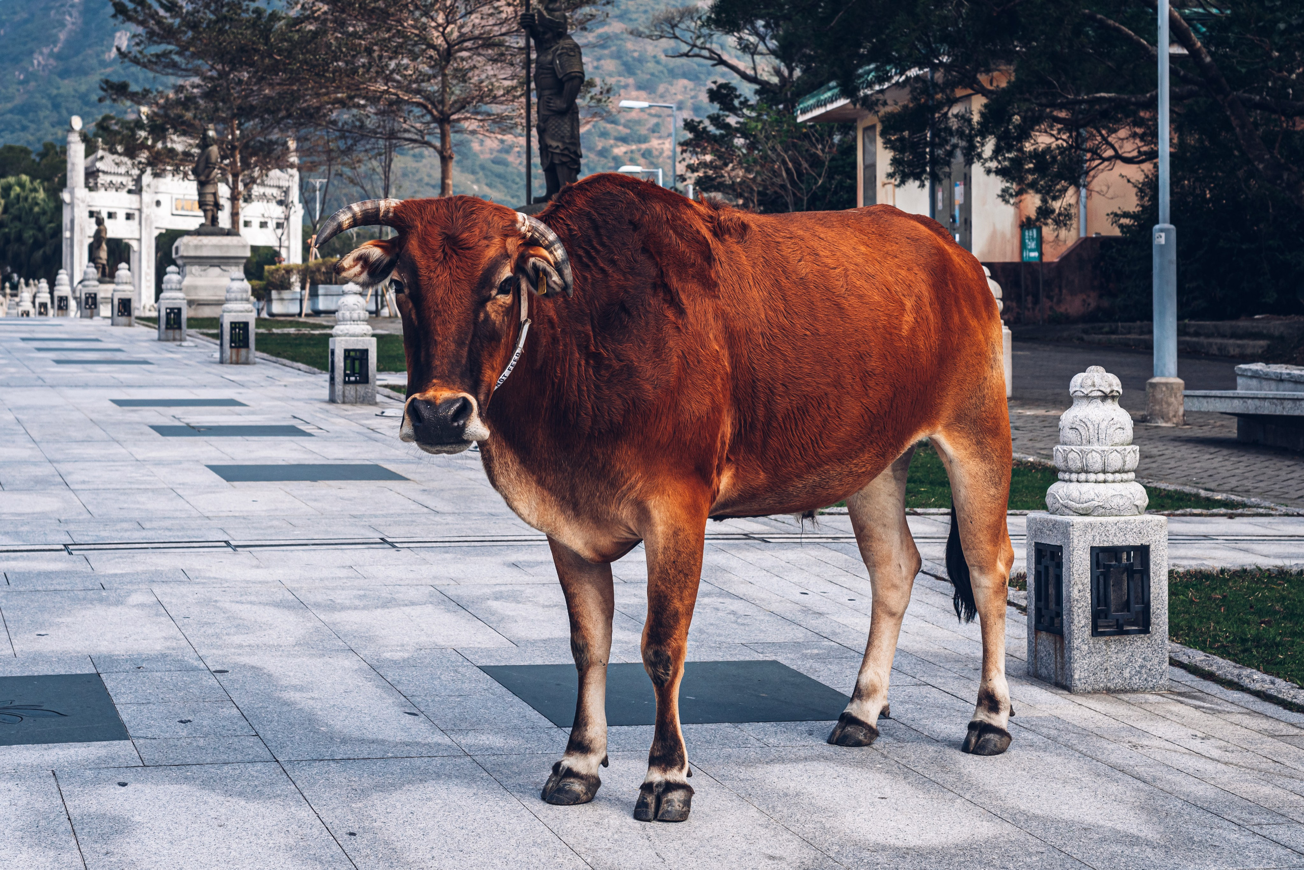 Путешествие рекламного фотографа из Гуанчжоу по Гонконгу 2 | Истории и вдохновение. Коммерческий и предметный фотограф в Гуанчжоу Коваленко Александр