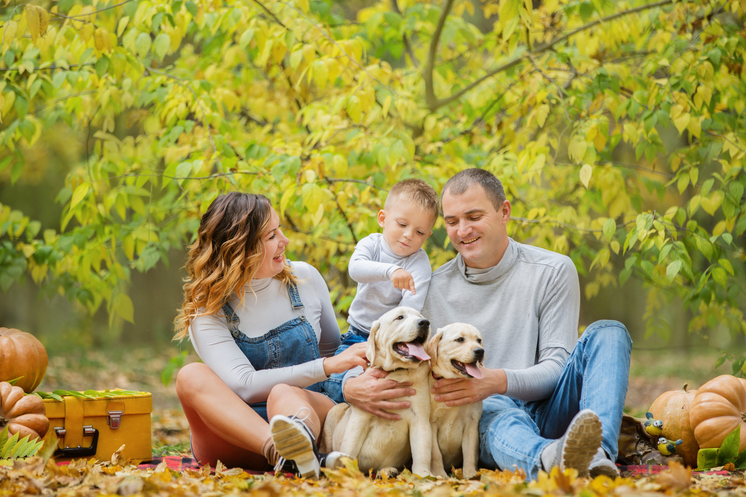 Щенки лабрадоры. Осень. Свадебный семейный и детский фотограф в Краснодаре Карина Федоровская