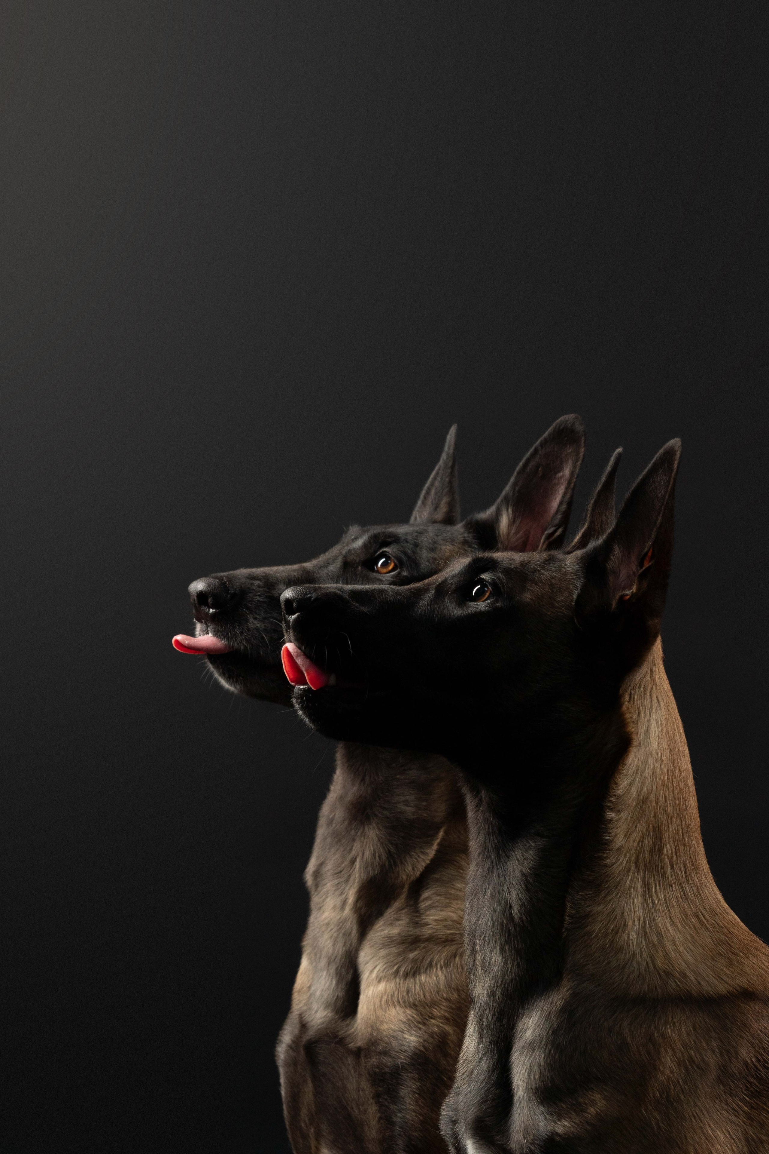 Бри, Панда, Эста и Жара. Фотограф анималист Осипчикова Мария