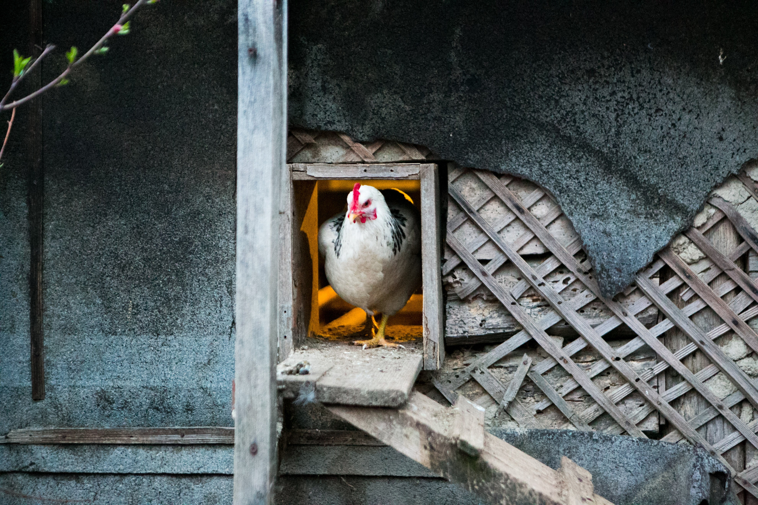 Деревенская еда «Домашние лакомста». Фотограф Красная Поляна — Сочи — Москва