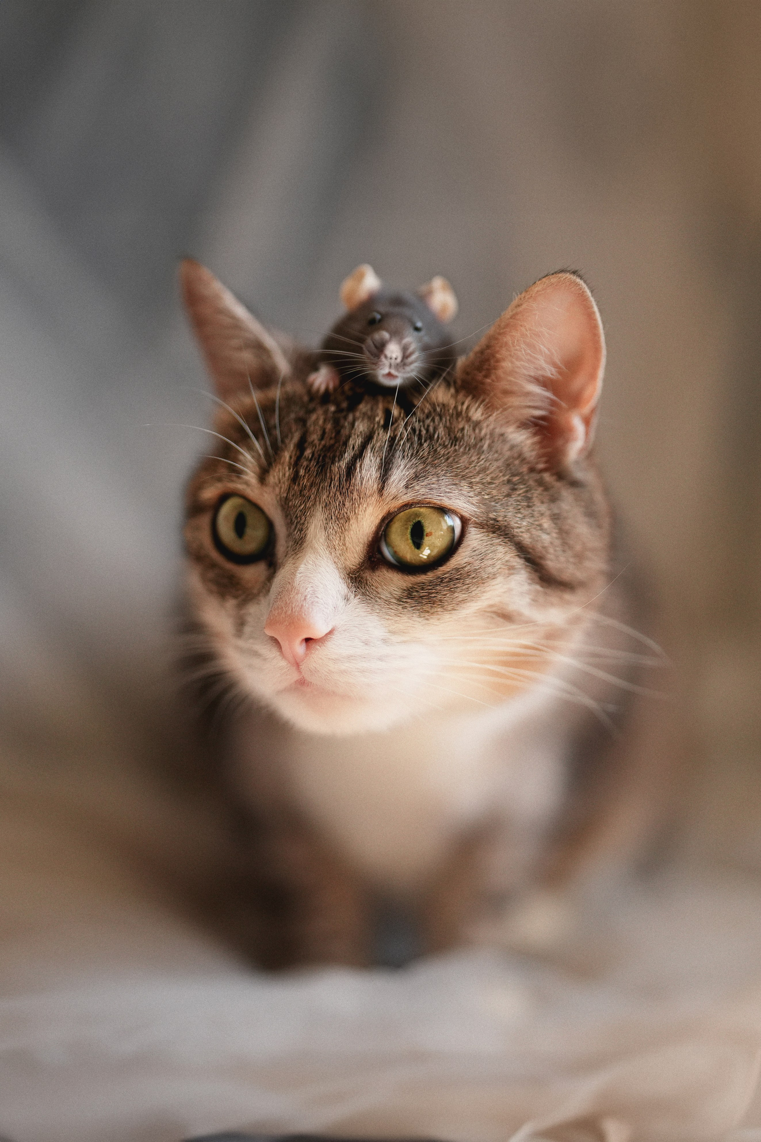 «Мур-Мяу» Котокафе. Фотограф Елена Буданова Тверь