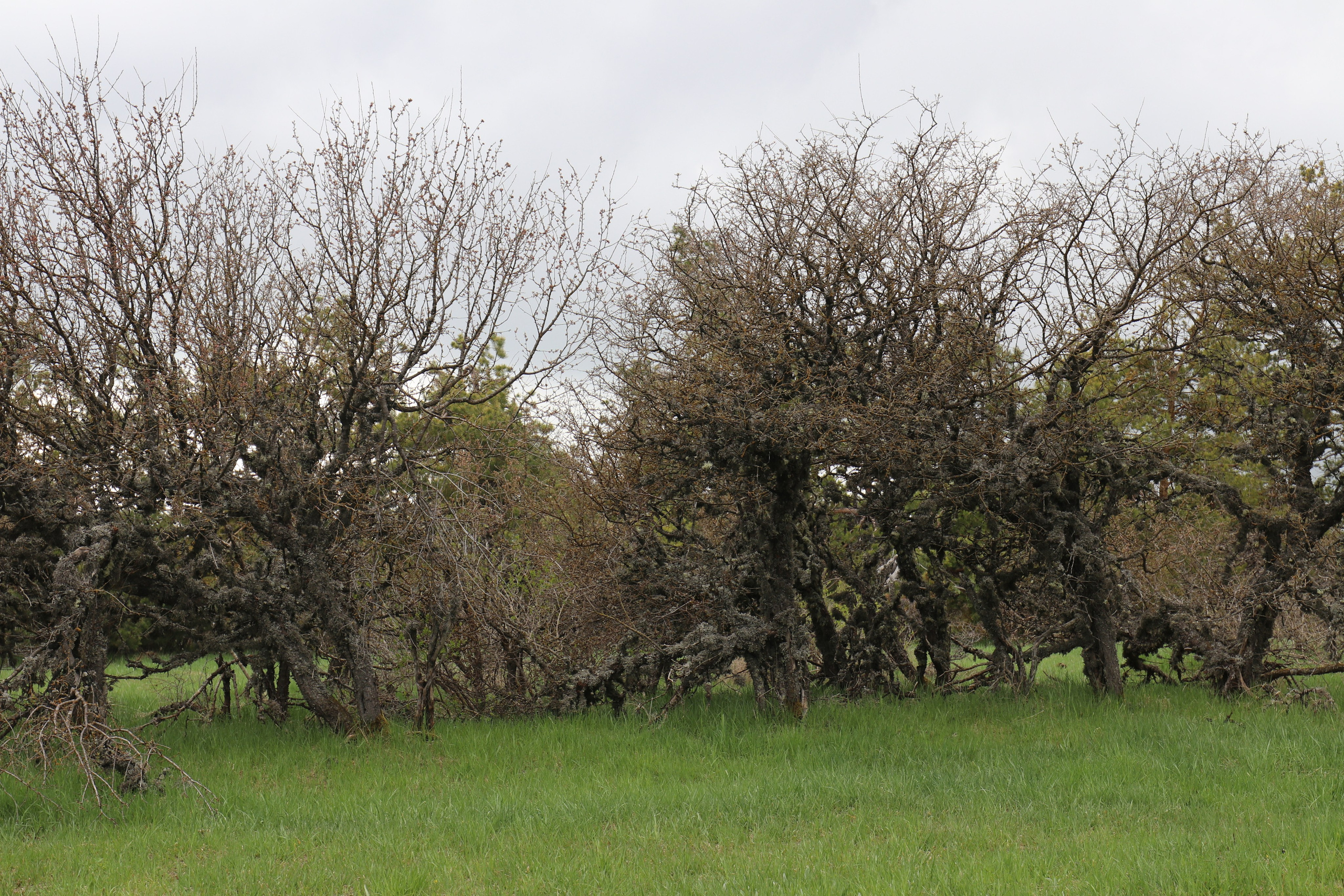 Крым. ЮБК (Бахчисарай, Демерджи, Судак). Первый скалолазный выезд. Май 2019. Путешественник-фотограф из Санкт-Петербурга Татьяна Свистулина