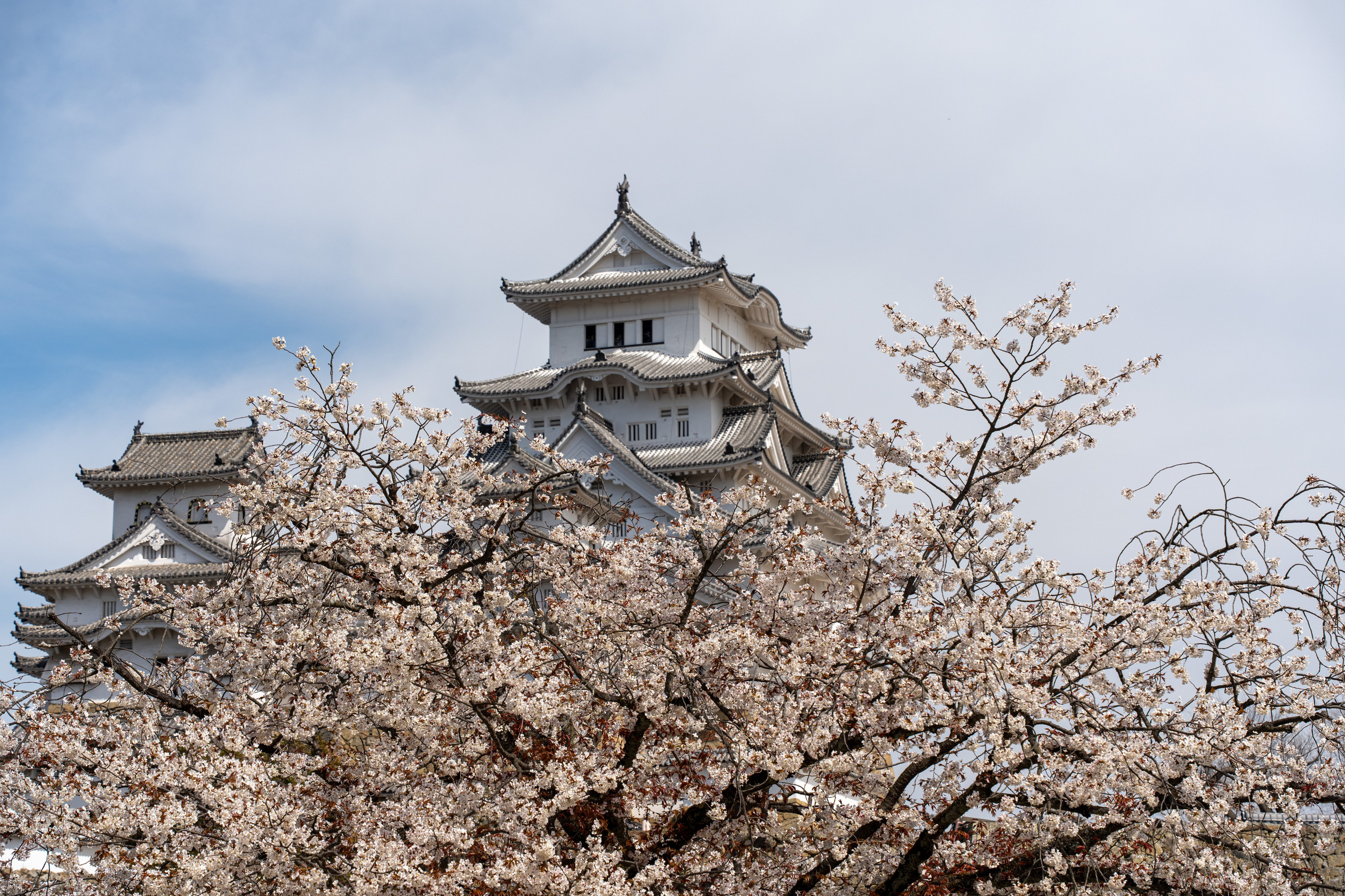 Япония, сакура. Творческие сьемки