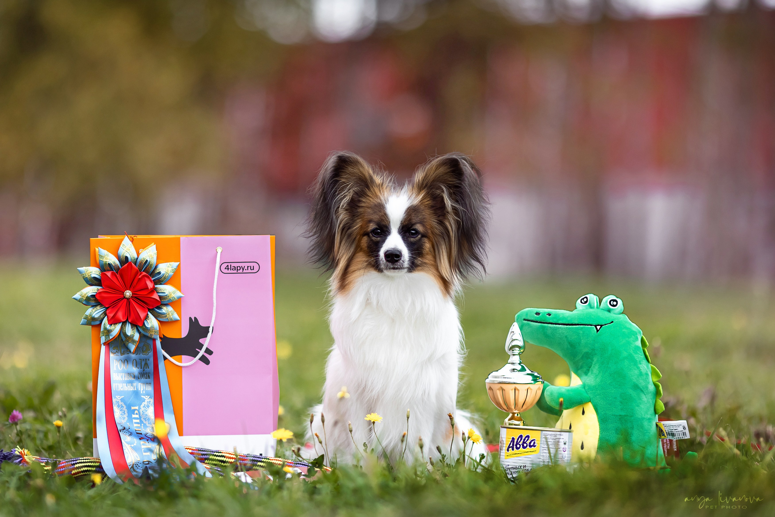 Хьюстон. Фотограф анималист Аня Ливанова | Рыбинск