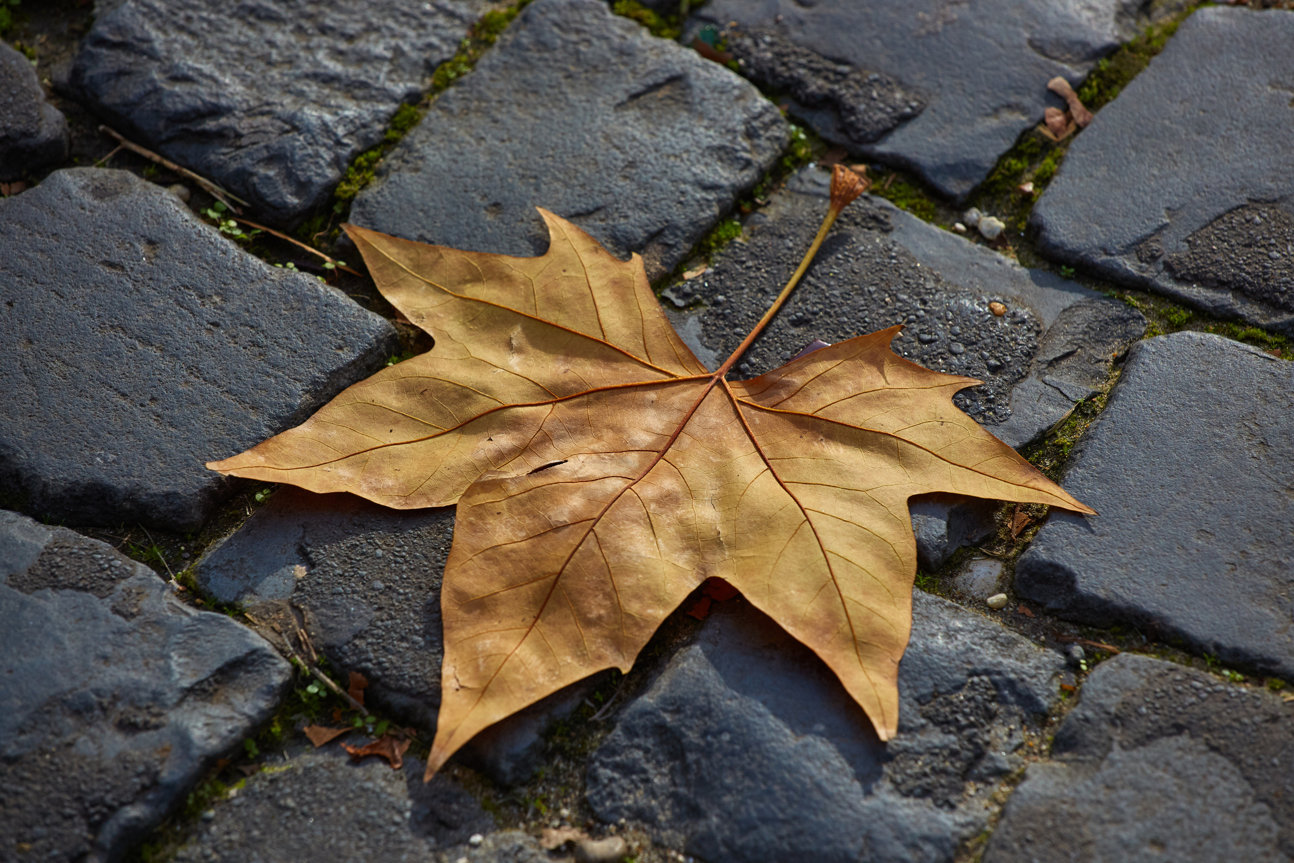 Осенний кленовый лист на старых камнях Римской улицы