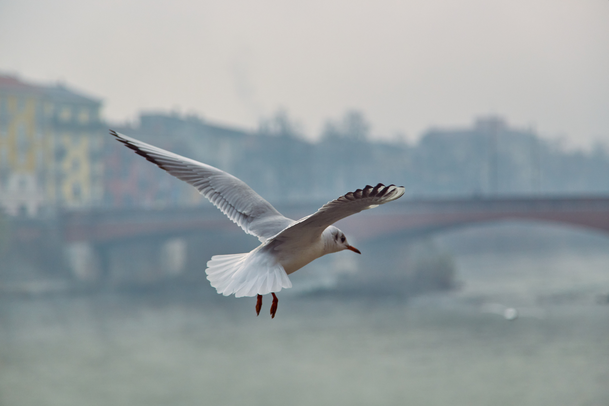 Verona / Italy / january 2020. Aleksandr Kobtsev