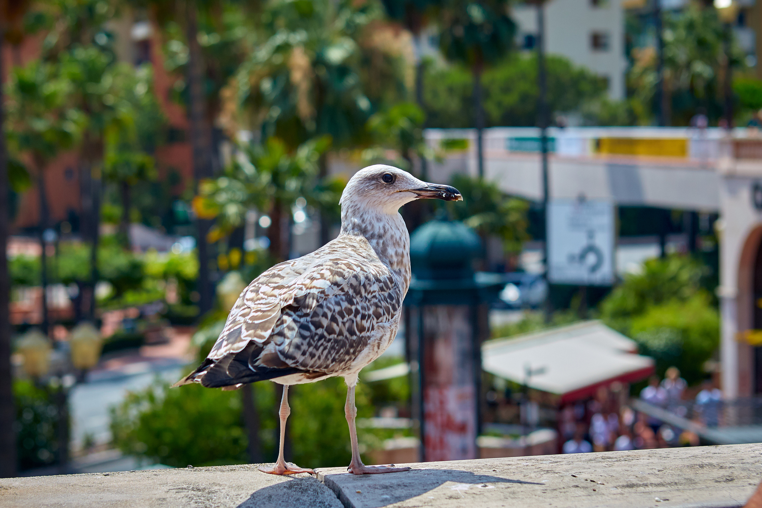 Monte-Carlo > > > Monaco / october 2019. Aleksandr Kobtsev