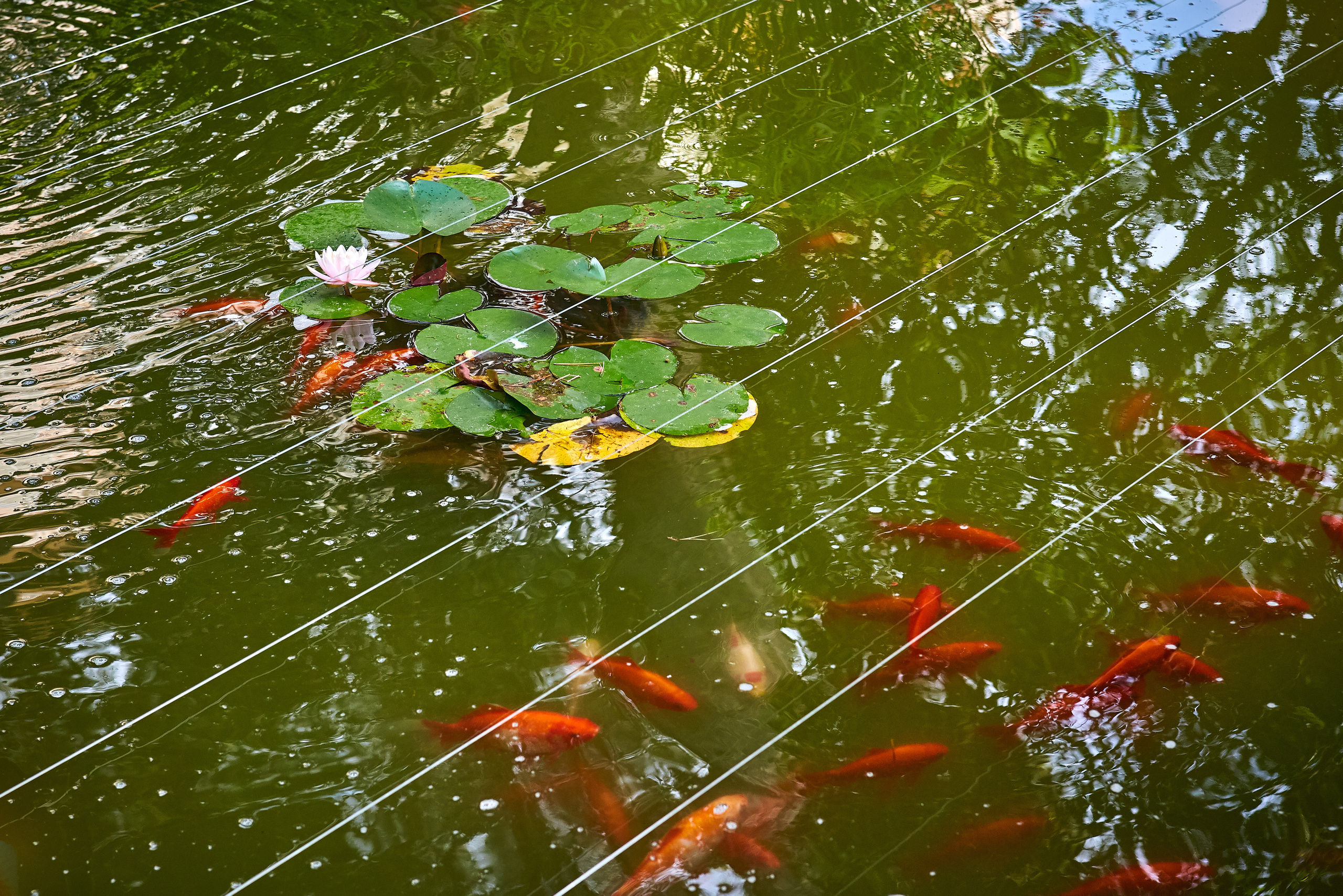 Monte-Carlo > > > Monaco / october 2019. Aleksandr Kobtsev