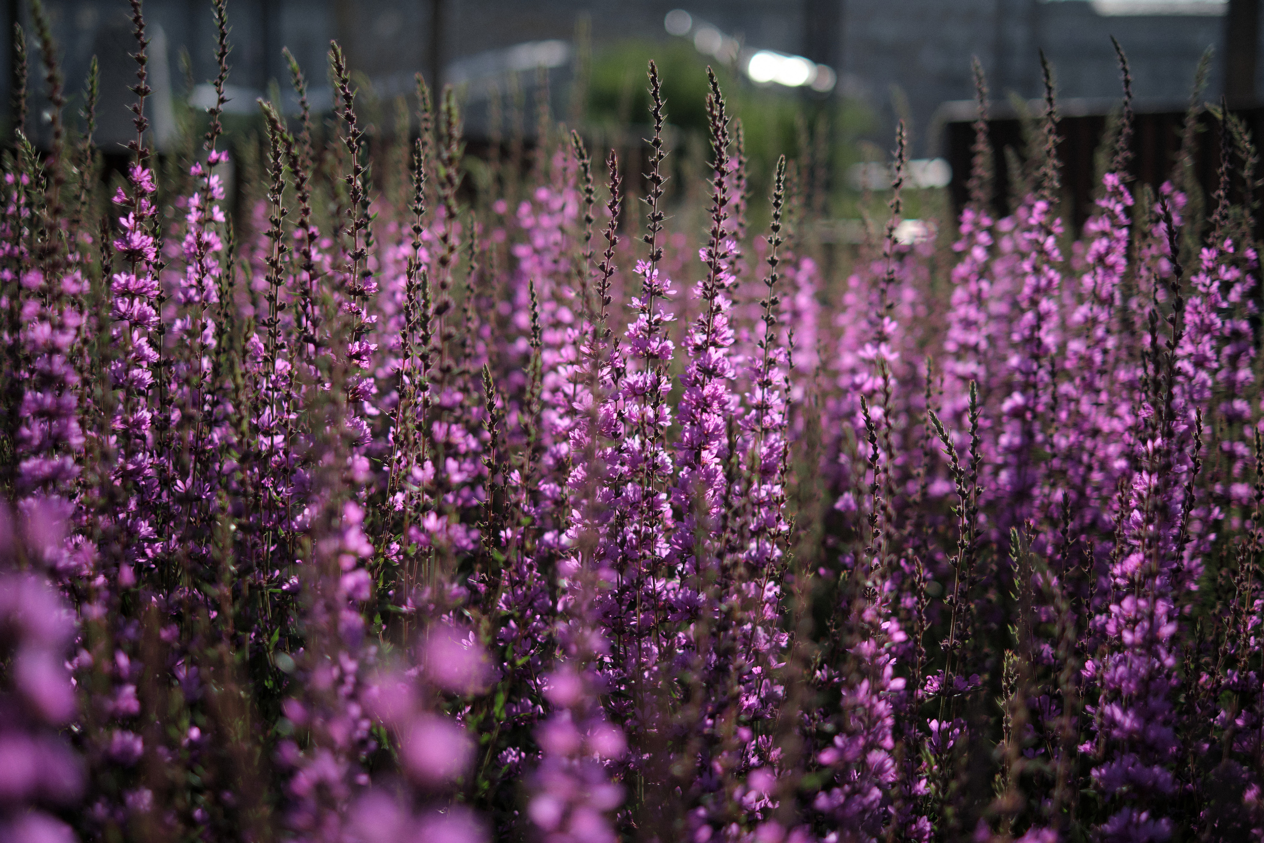 Early morning in the big city. Aleksandr Kobtsev