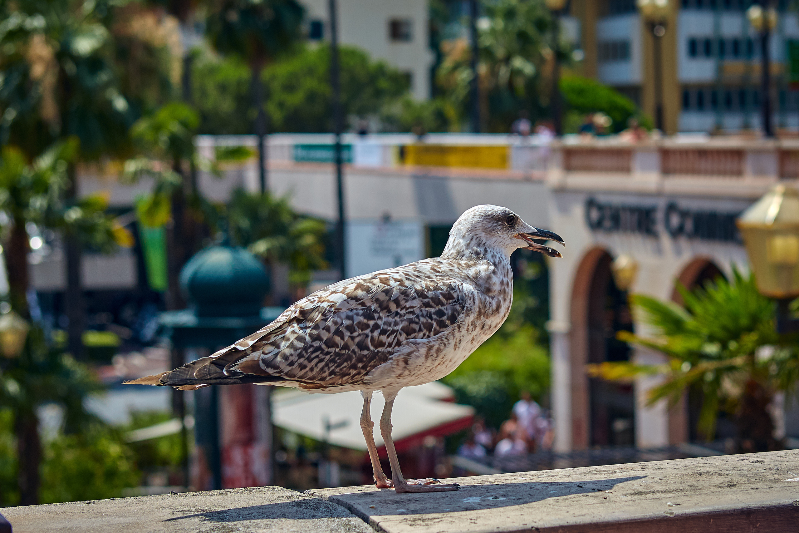 Monte-Carlo > > > Monaco / october 2019. Aleksandr Kobtsev