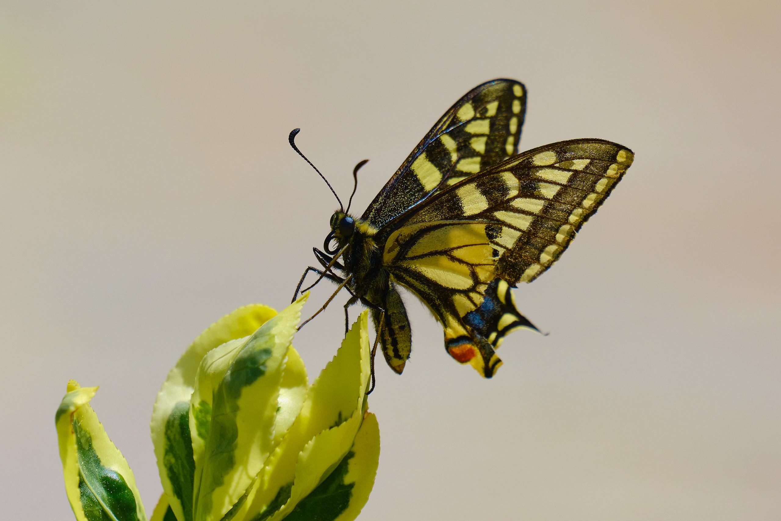 Reviews. Aleksandr Kobtsev