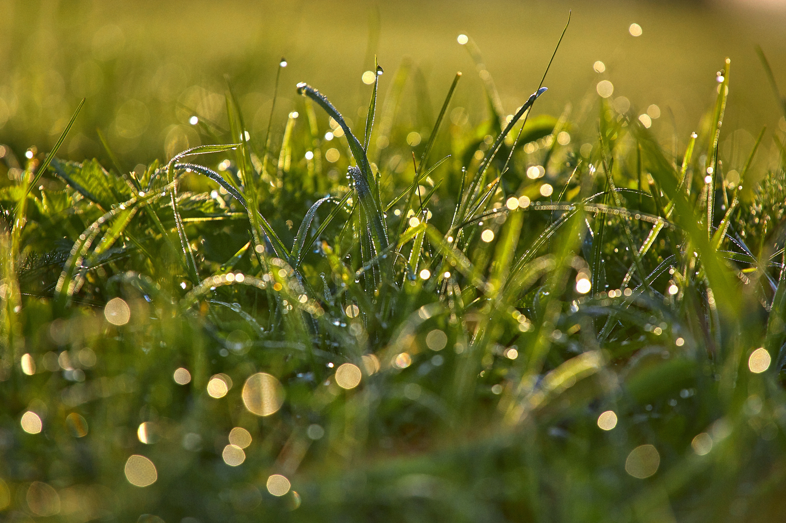 Утренняя роса ярко блеститит на газонной траве 