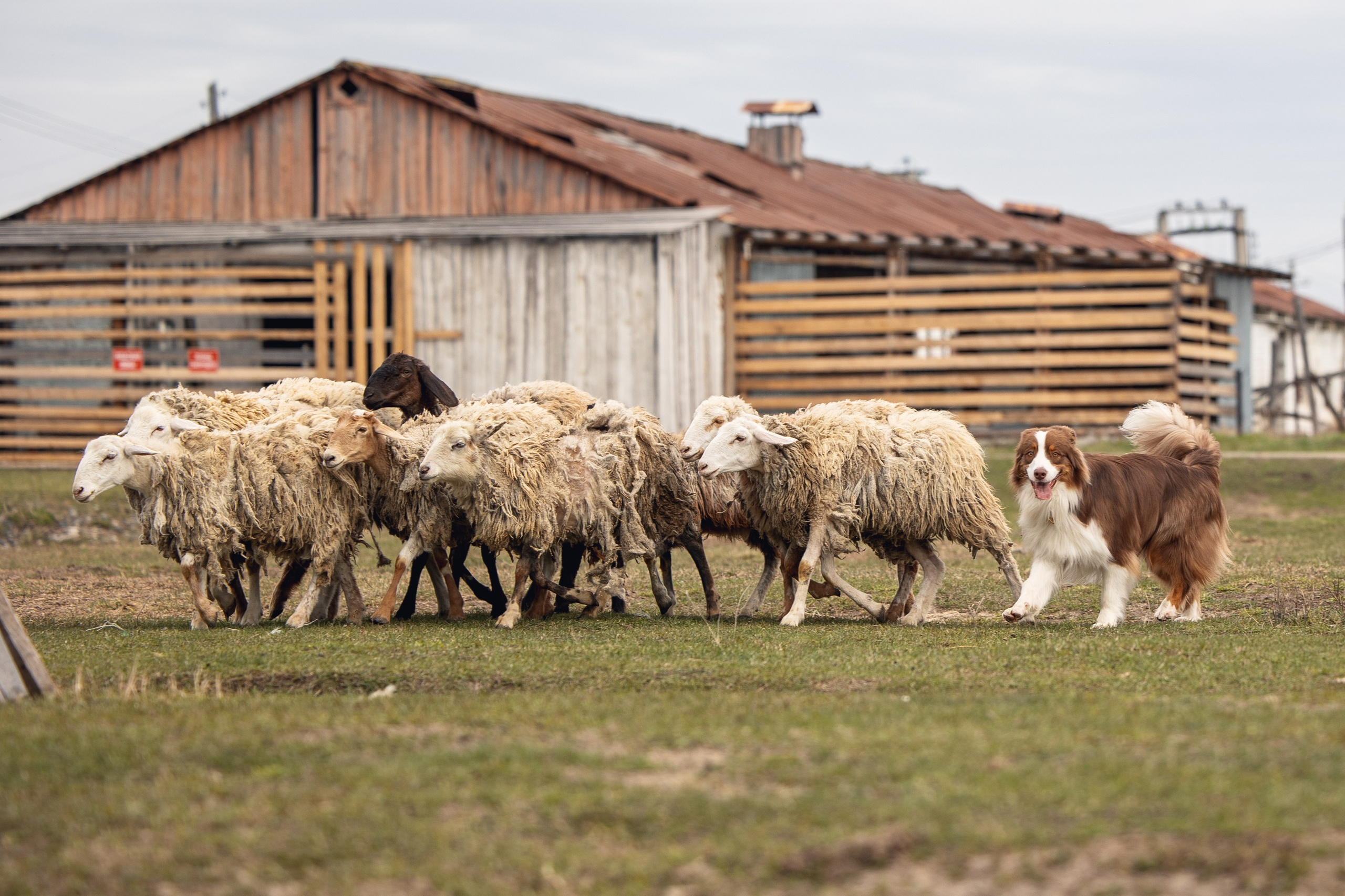 Анна и Вуди. YULA KOLESOVA | Фотограф — Анималист | Художник | Тюмень