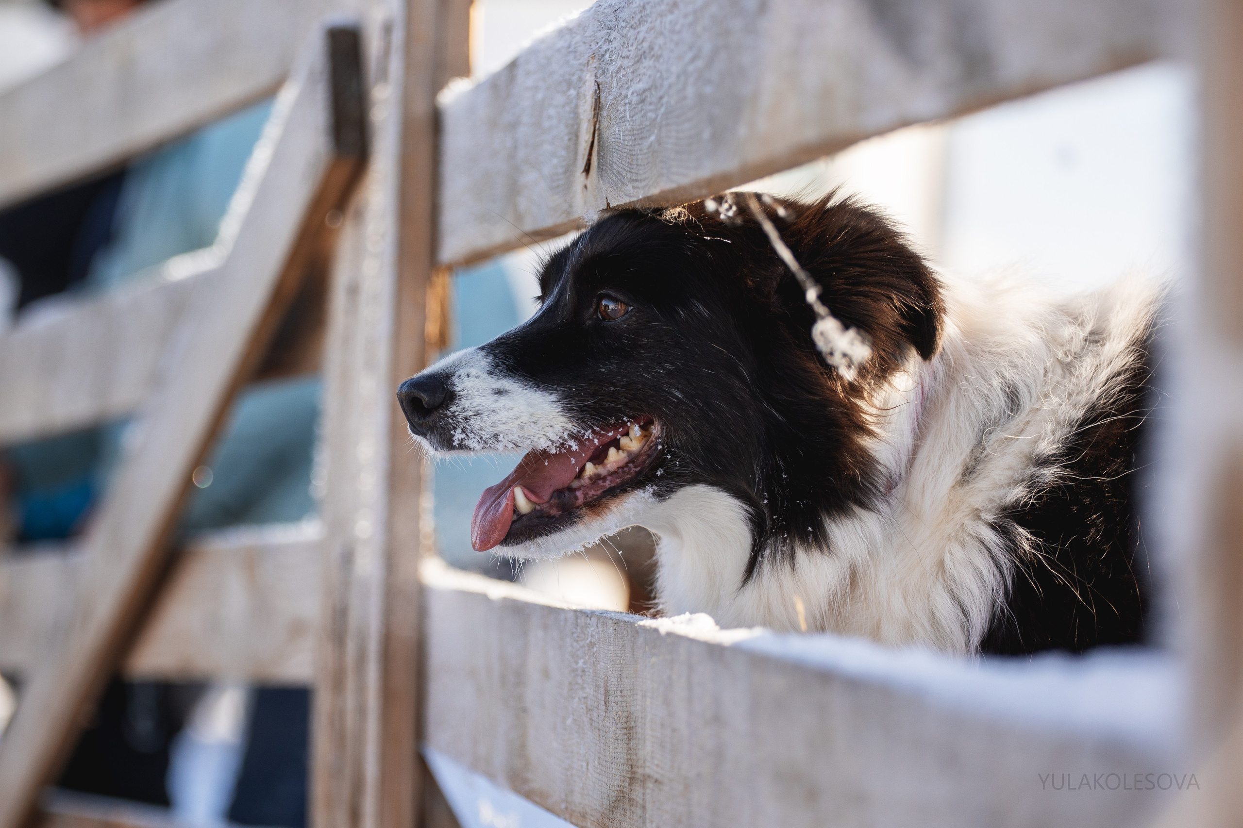 Коргитуса 2.03.2024. YULA KOLESOVA | Фотограф — Анималист | Художник | Тюмень