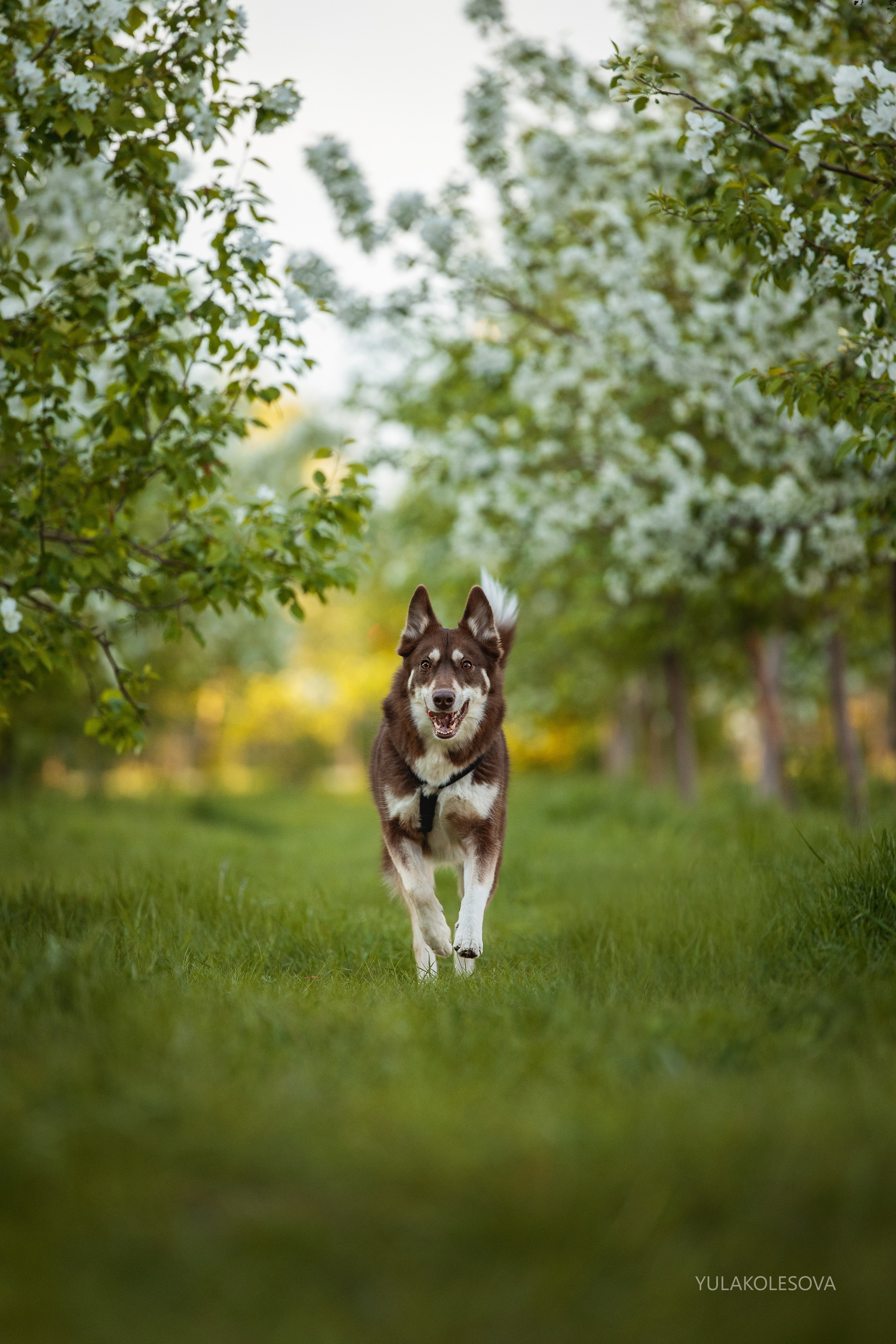 Яблони. YULA KOLESOVA | Фотограф — Анималист | Художник | Тюмень