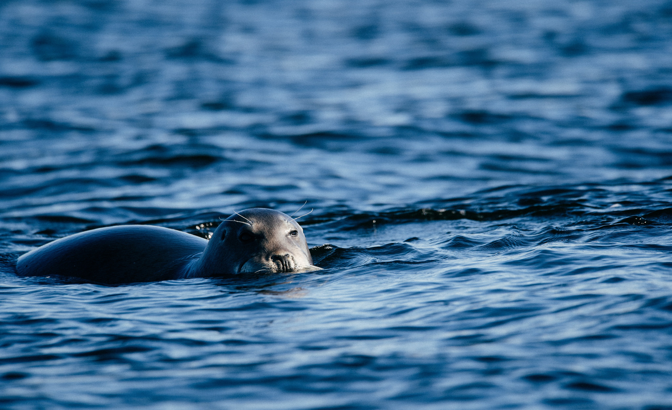 ЭТНОПАРК ГЕОГРАФИКА. Создание контента | Фото | Видеосъемка | Александр Ярков