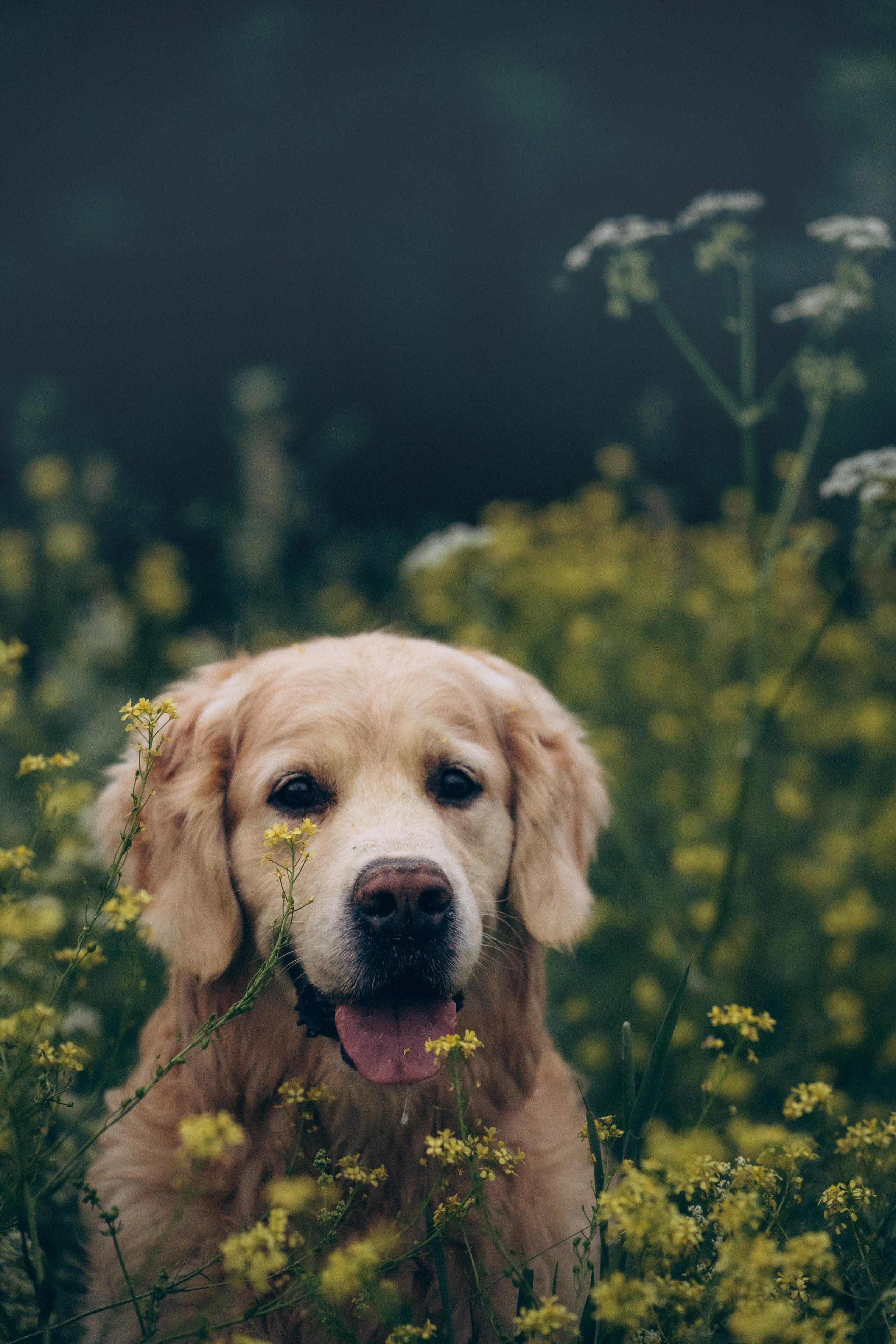 Кристина, Александр, Каролина, Владлен и Космос. Фотограф анималист в Москве и Санкт-Петербурге Свиридова Анна
